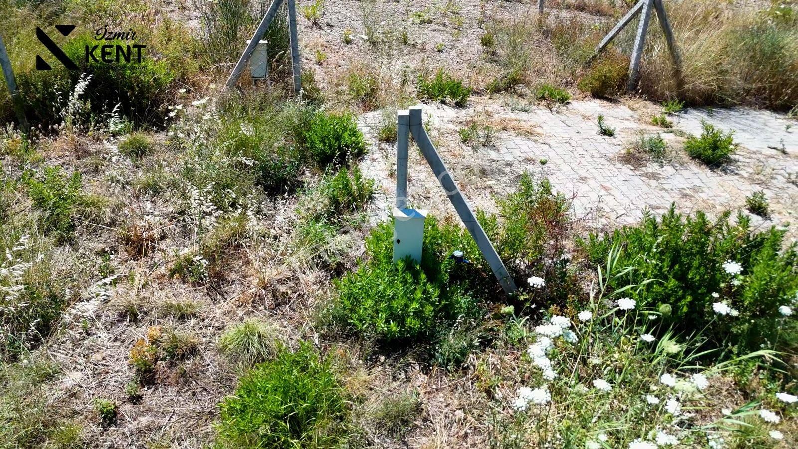 Kemalpaşa Yukarı Kızılca Satılık 303 M2 Bahçe - Görsel 9
