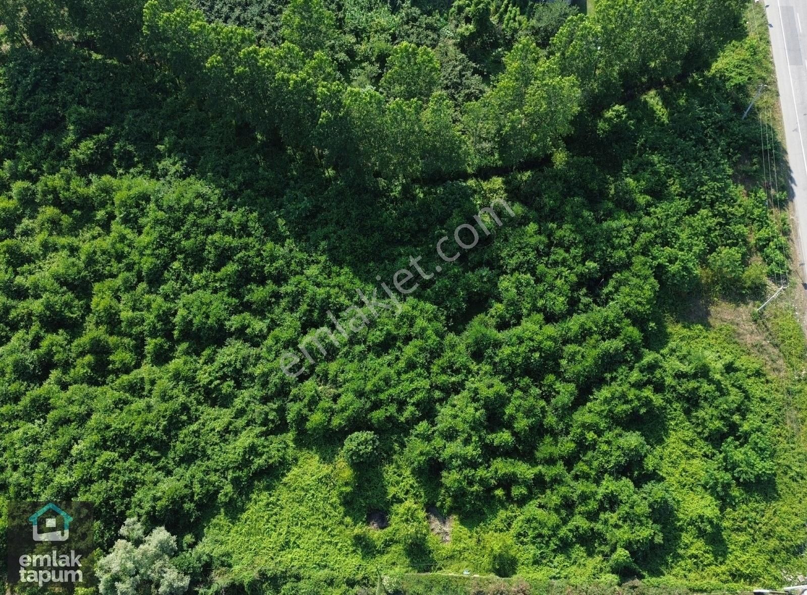 Ünye Terme Arasında Sahil Yoluna Cephe 5847m2 Satılık Arsa - Görsel 2