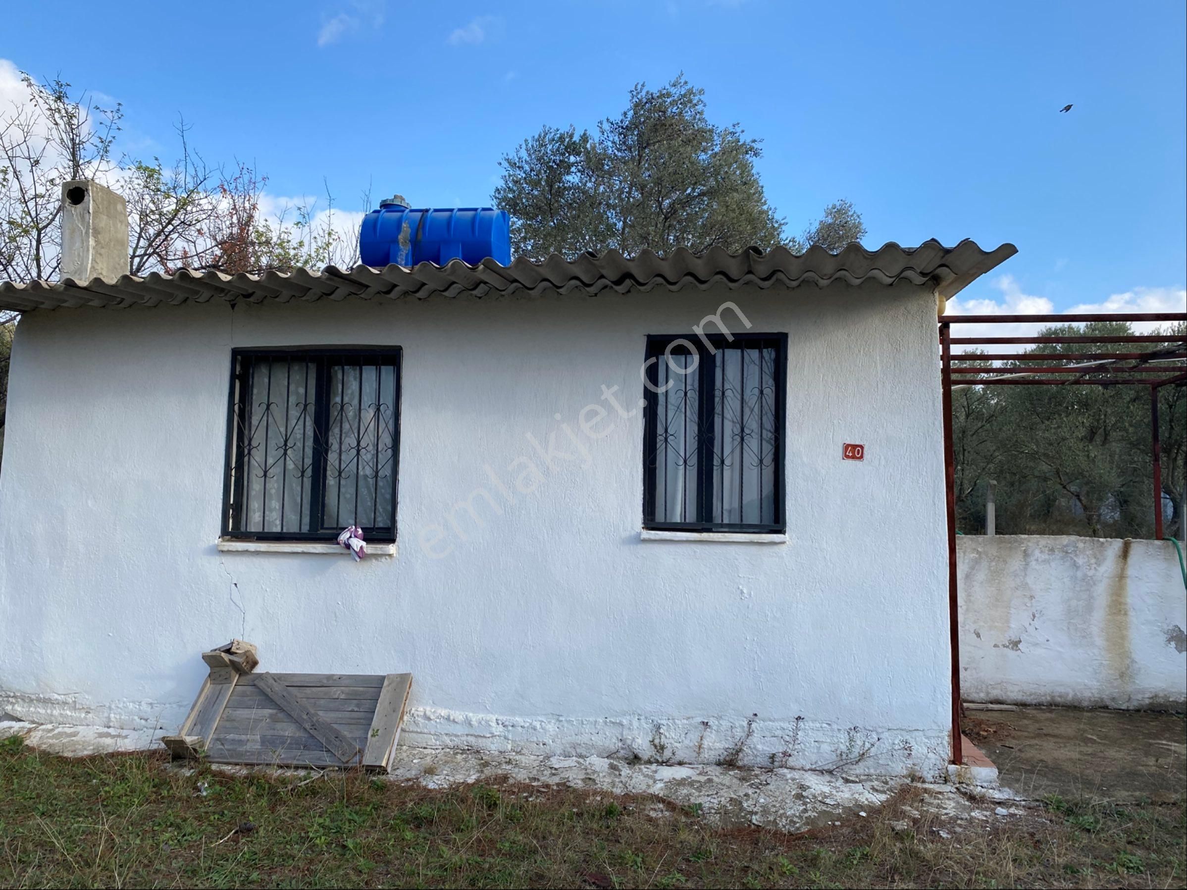 Yatırımlık Zeytinlik - Görsel 21