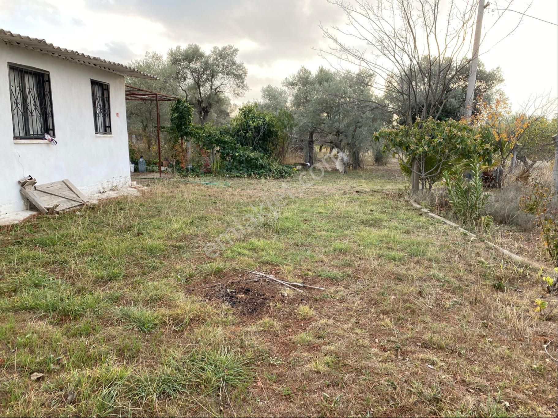Yatırımlık Zeytinlik - Görsel 15