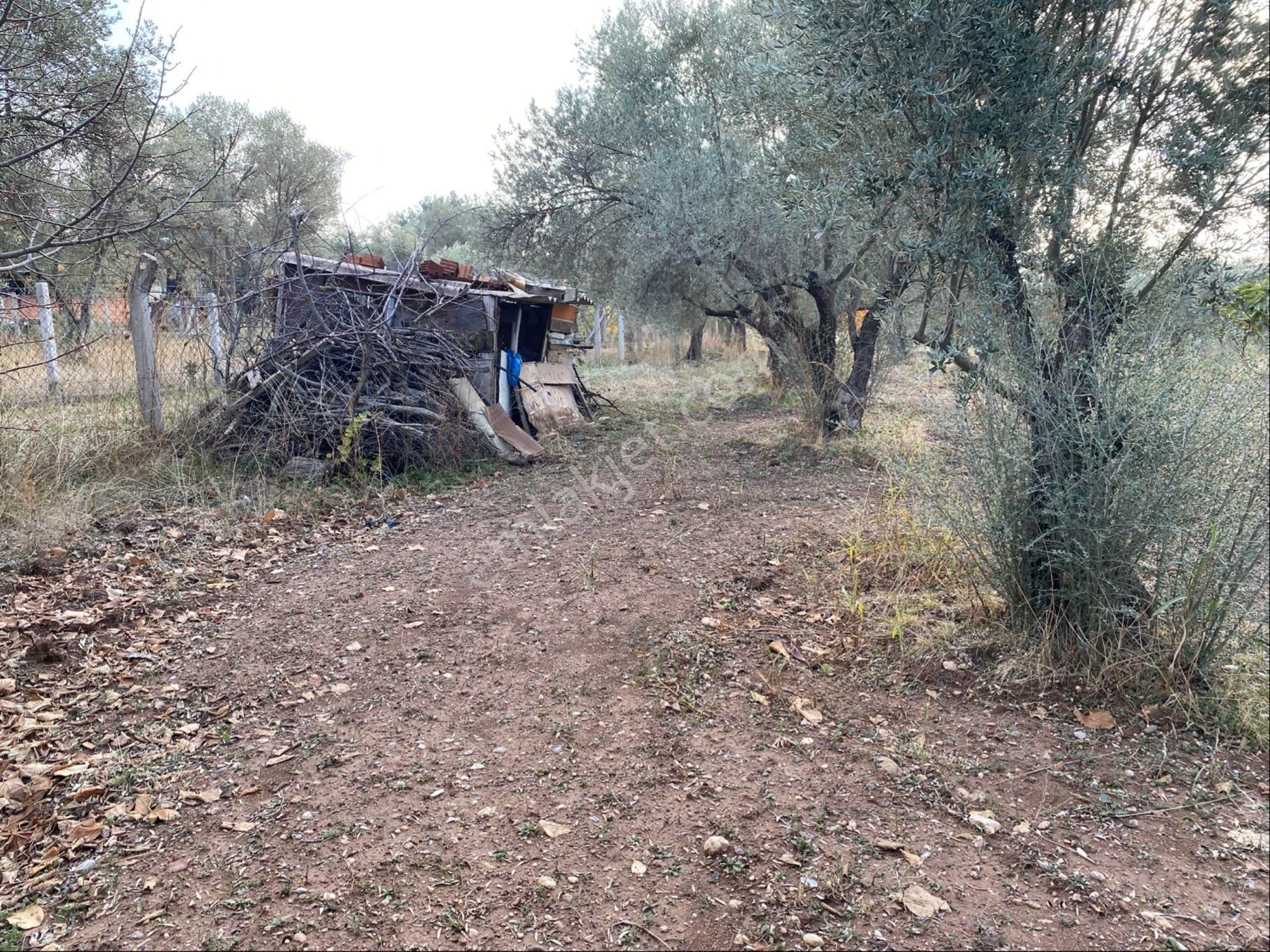 Yatırımlık Zeytinlik - Görsel 18