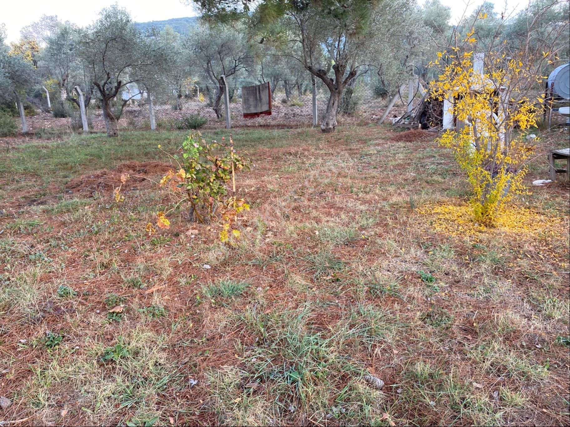 Yatırımlık Zeytinlik - Görsel 14