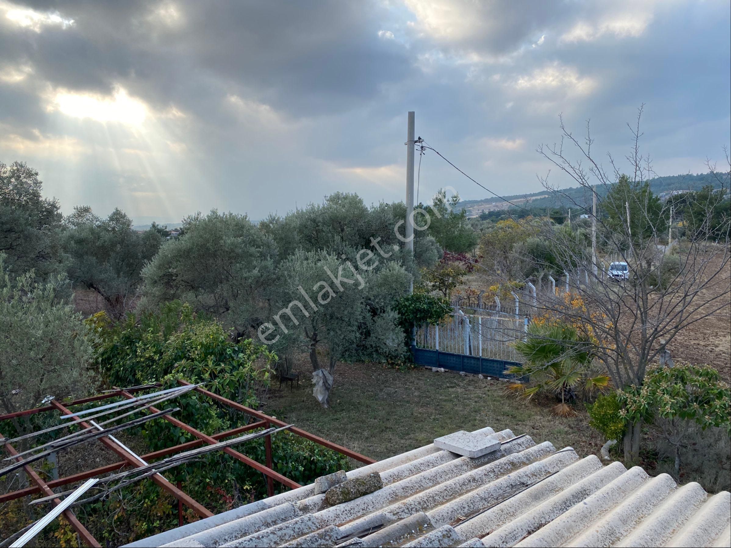Yatırımlık Zeytinlik - Görsel 11
