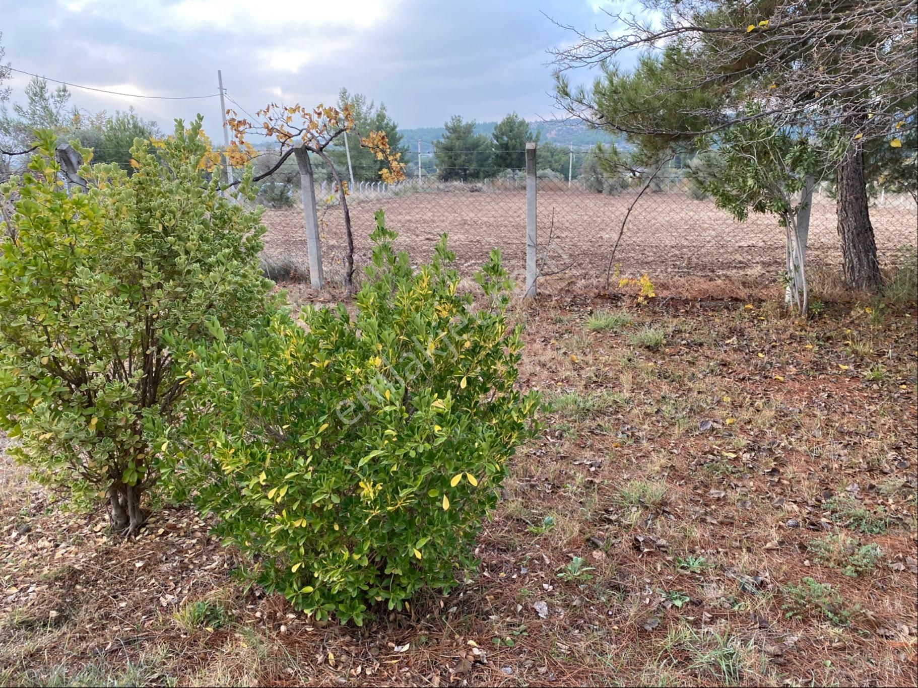 Yatırımlık Zeytinlik - Görsel 16