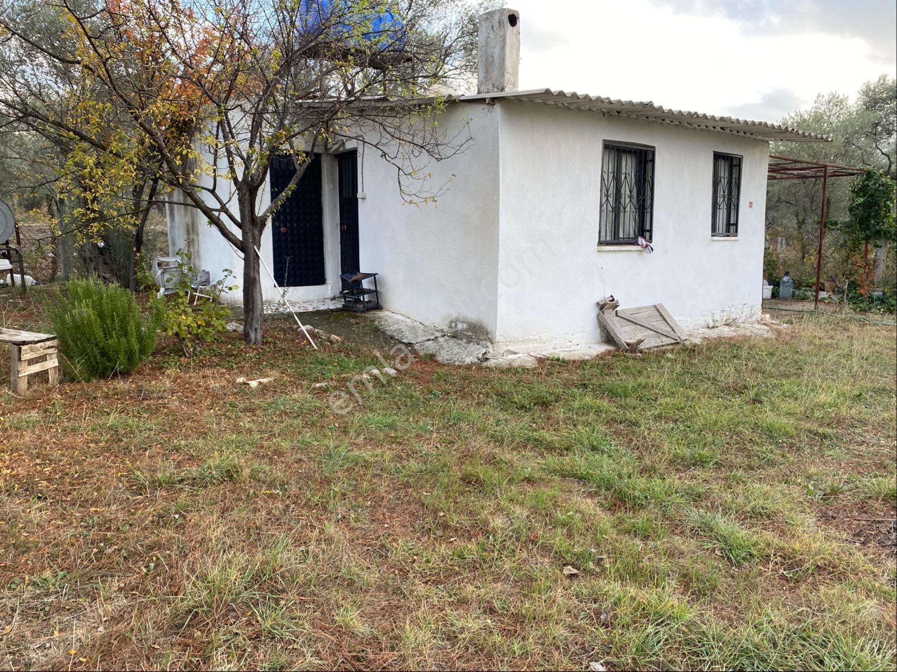 Yatırımlık Zeytinlik - Görsel 17