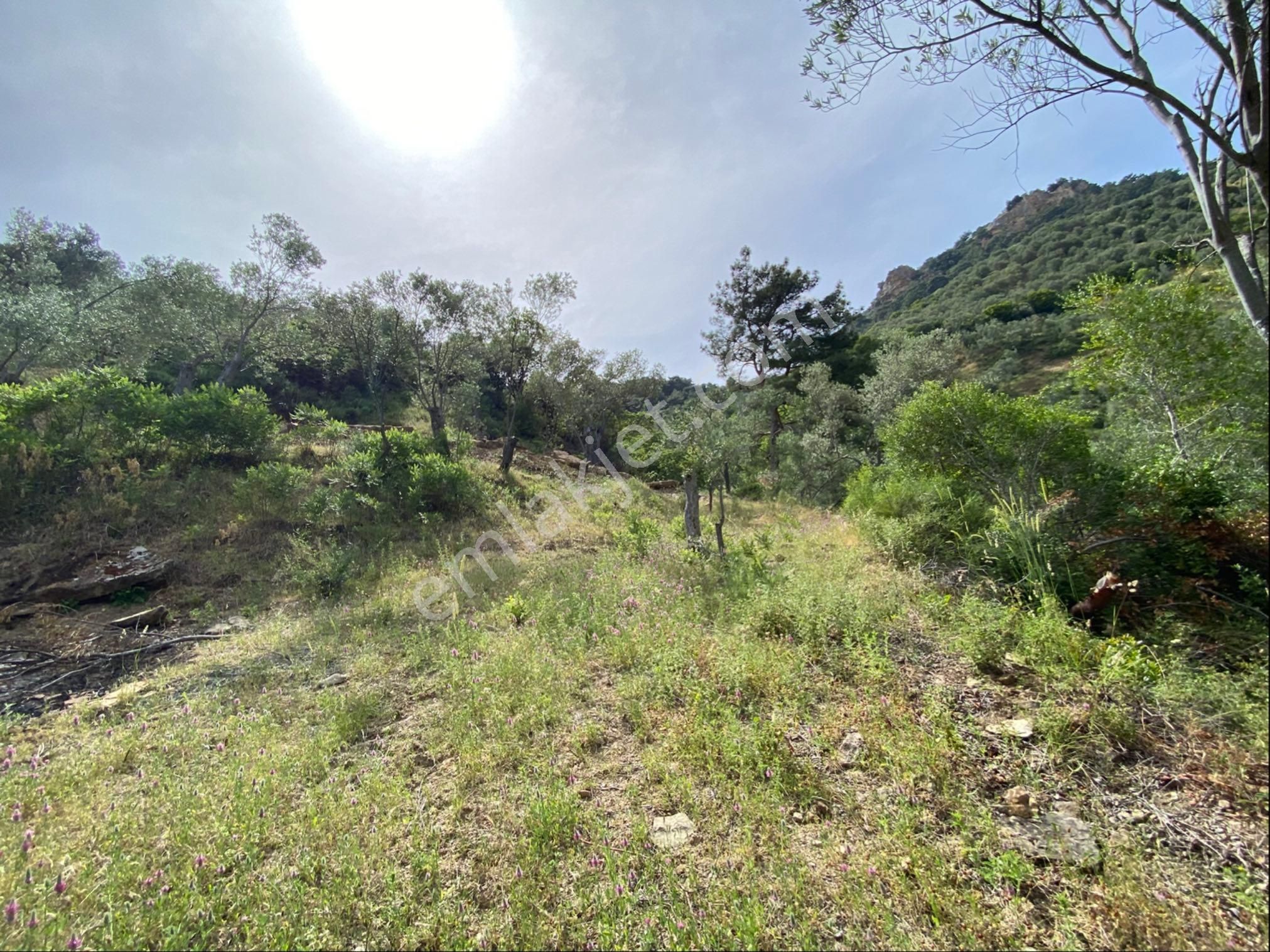 Nisa Gayrimenkulden Acil Satılık Zeytinlık - Görsel 9