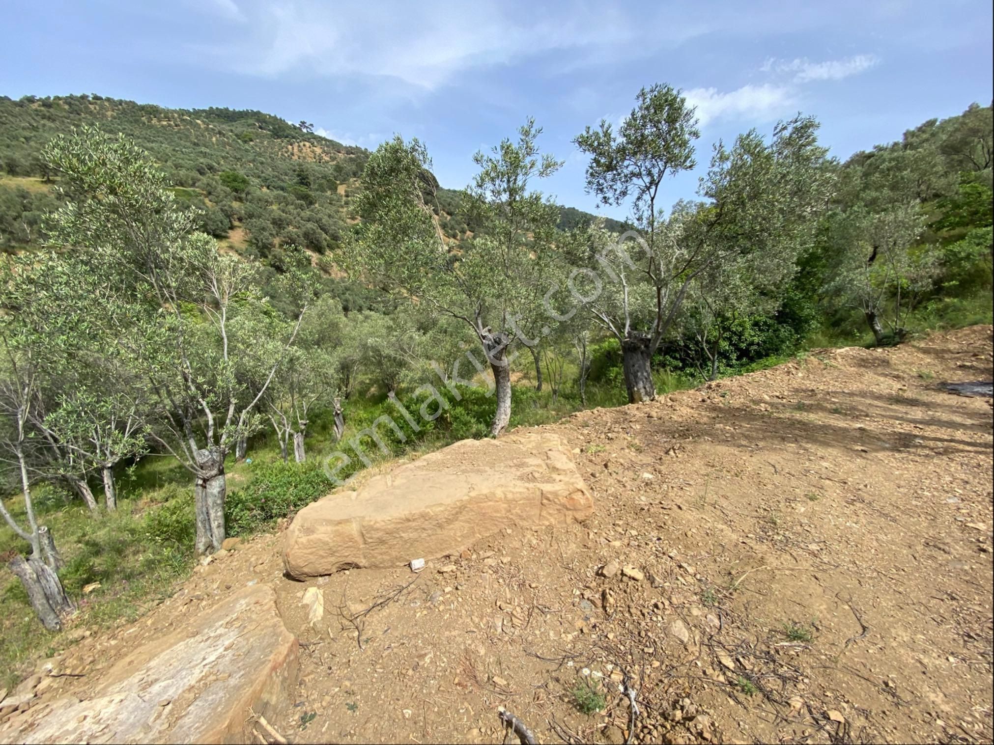 Nisa Gayrimenkulden Acil Satılık Zeytinlık - Görsel 4