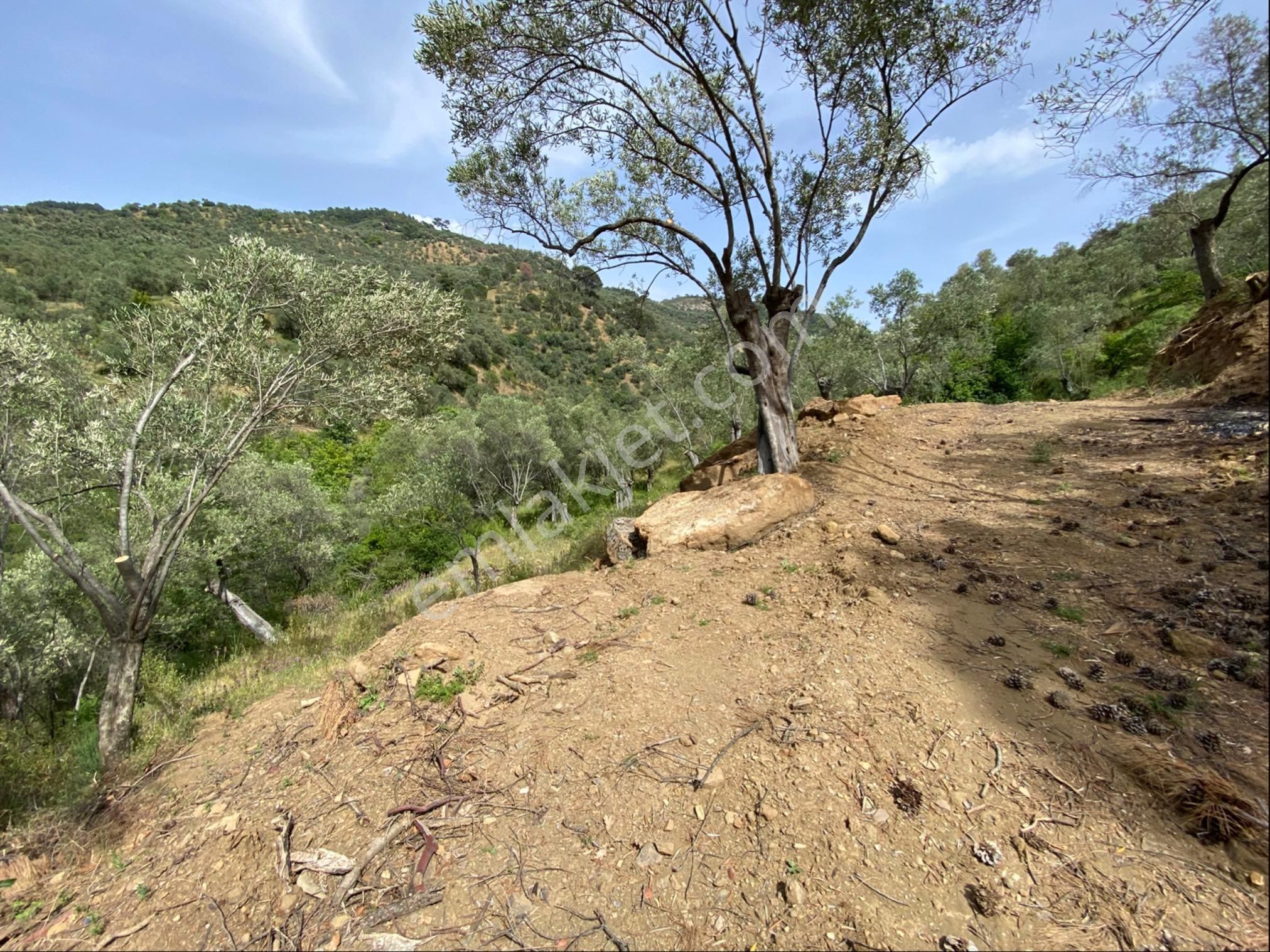 Nisa Gayrimenkulden Acil Satılık Zeytinlık - Görsel 10