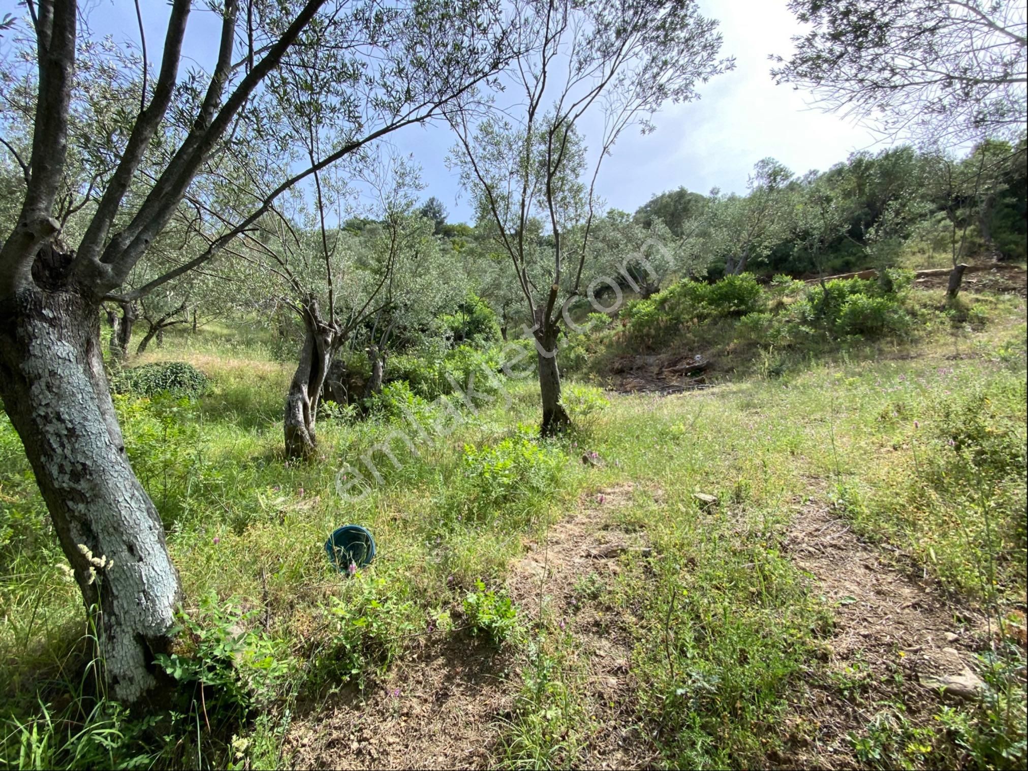 Nisa Gayrimenkulden Acil Satılık Zeytinlık - Görsel 12