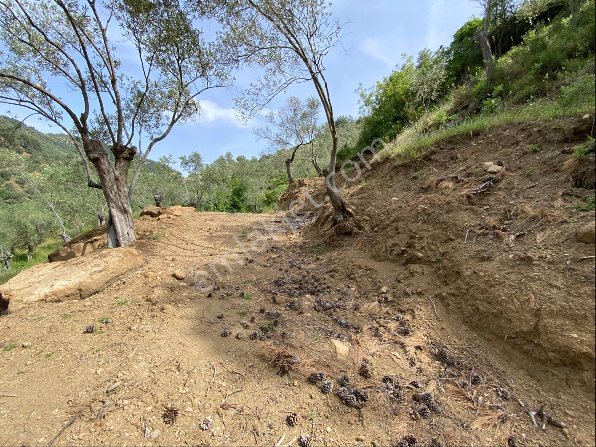 Nisa Gayrimenkulden Acil Satılık Zeytinlık - Görsel 6