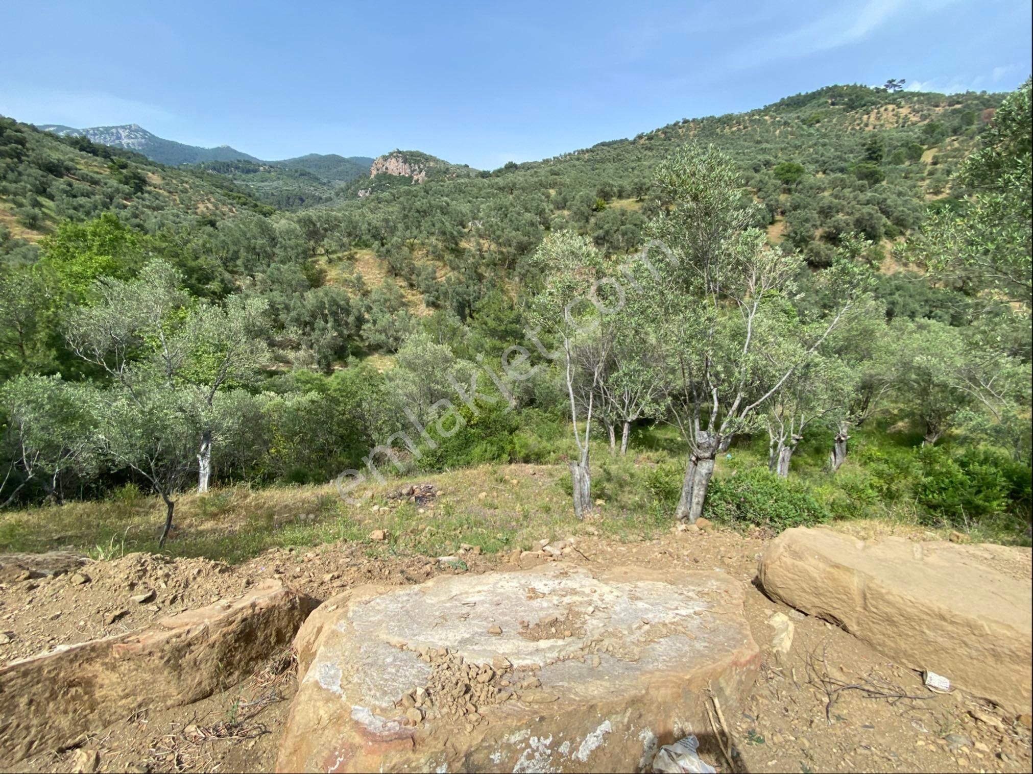 Nisa Gayrimenkulden Acil Satılık Zeytinlık - Görsel 3