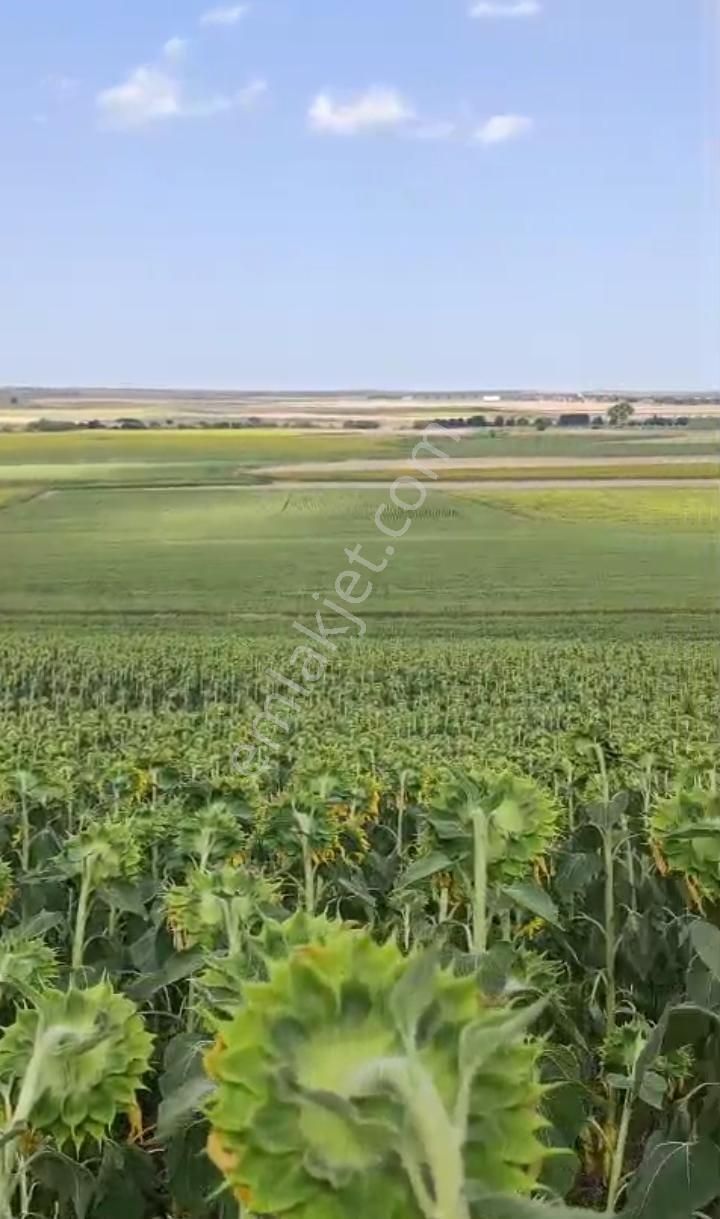 Tekirdağ Hayrabolu 29.541 M² Tek Tapu Köye 5 Dk Mesafede Resmi Yola Cephe Arsa
