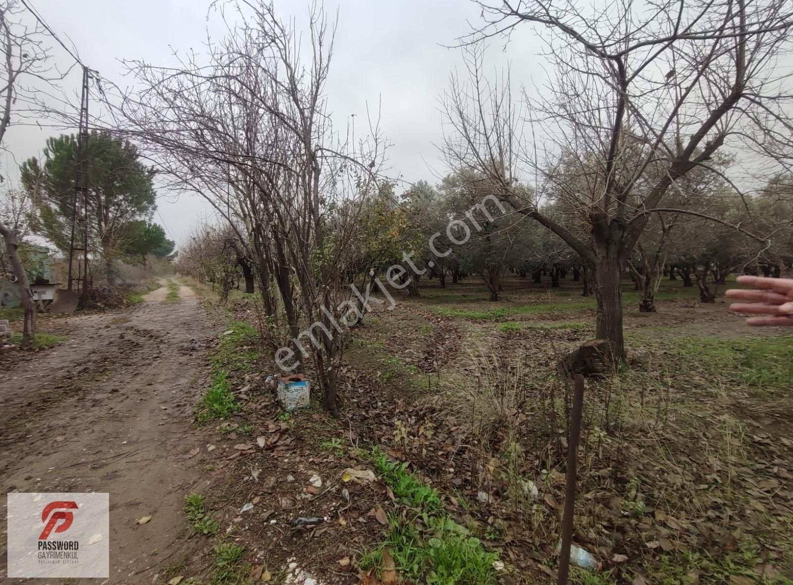 Kemalpaşa Aşağı Mahallede 15 Dönüm Satılık Evli Bahçe - Görsel 12