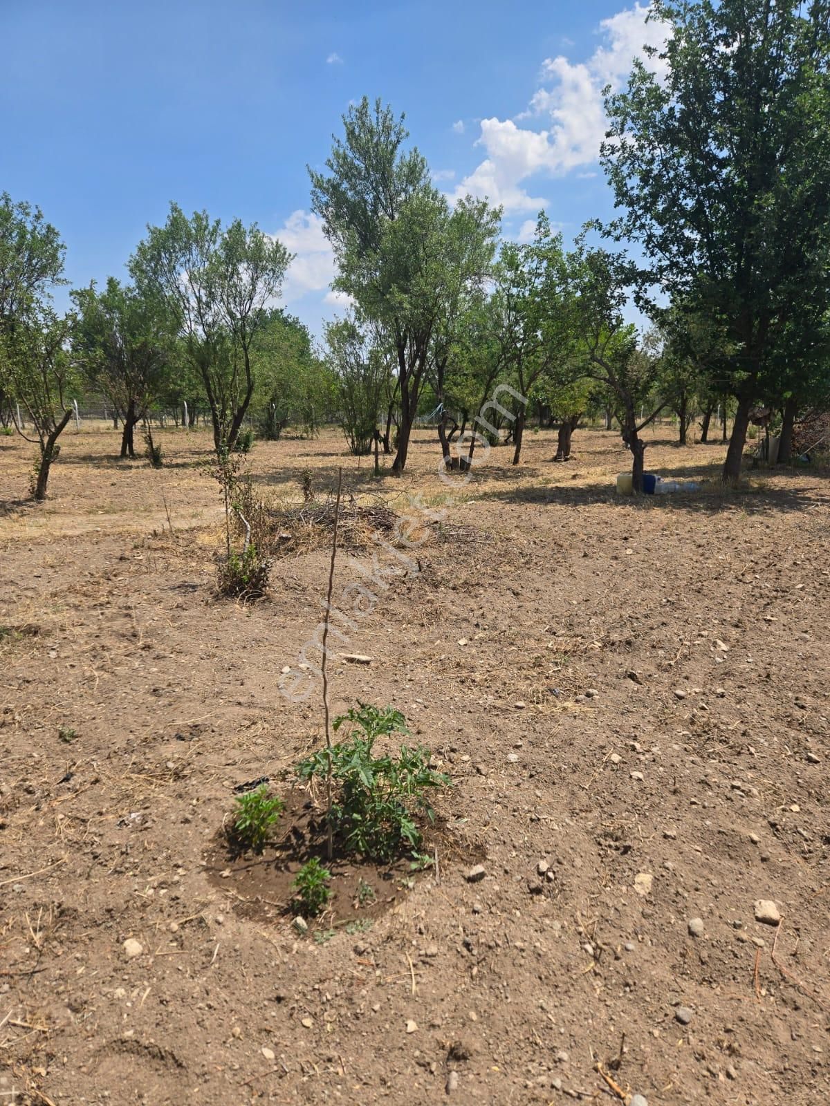 🌿 Hatunsaray Mahallesi’nde 2.520 M² Müstakil Tapulu Satılık Bahçe - Görsel 10