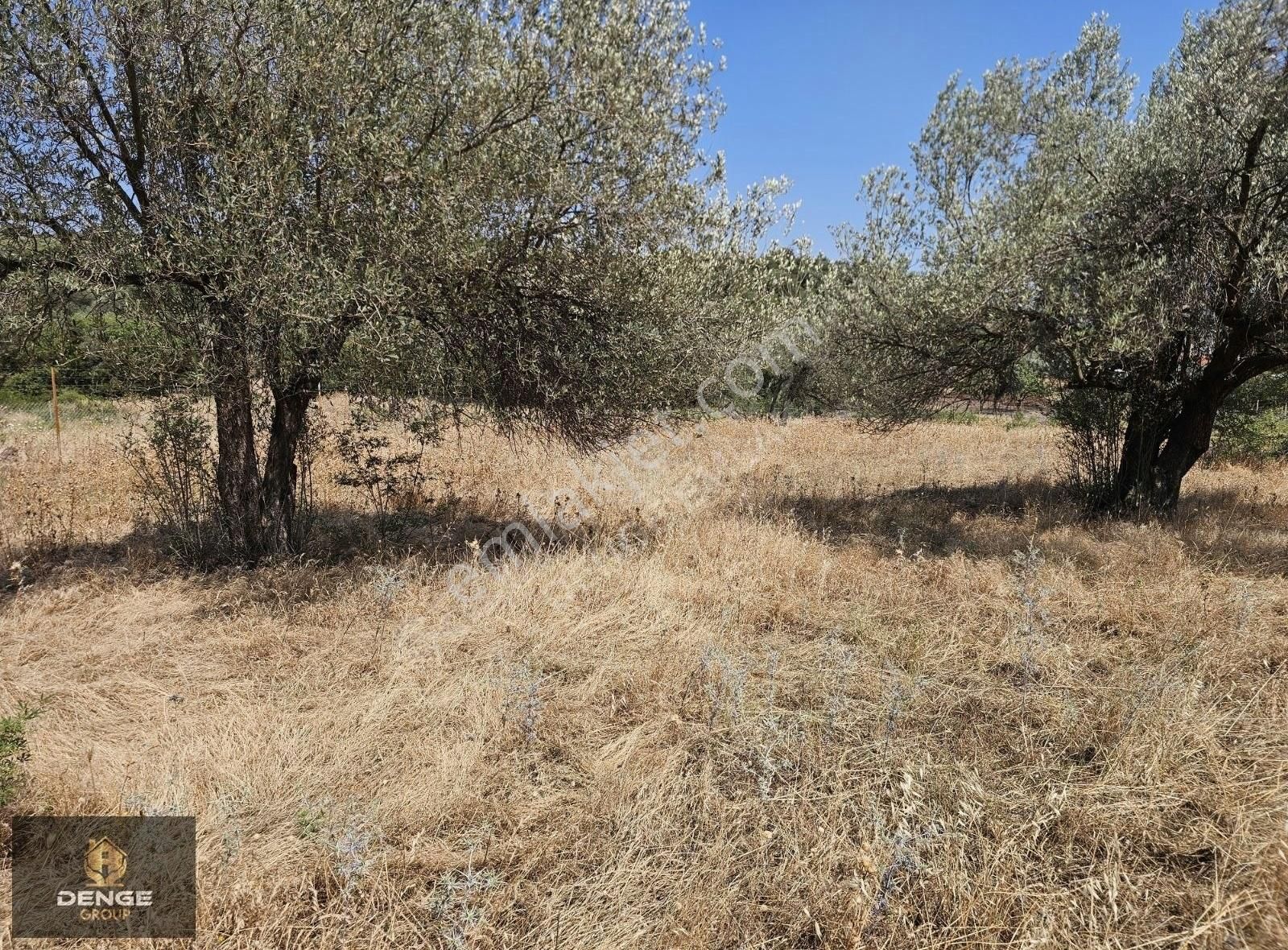3500m2 Köy Çivarı Zeytinli Tarla - Görsel 10