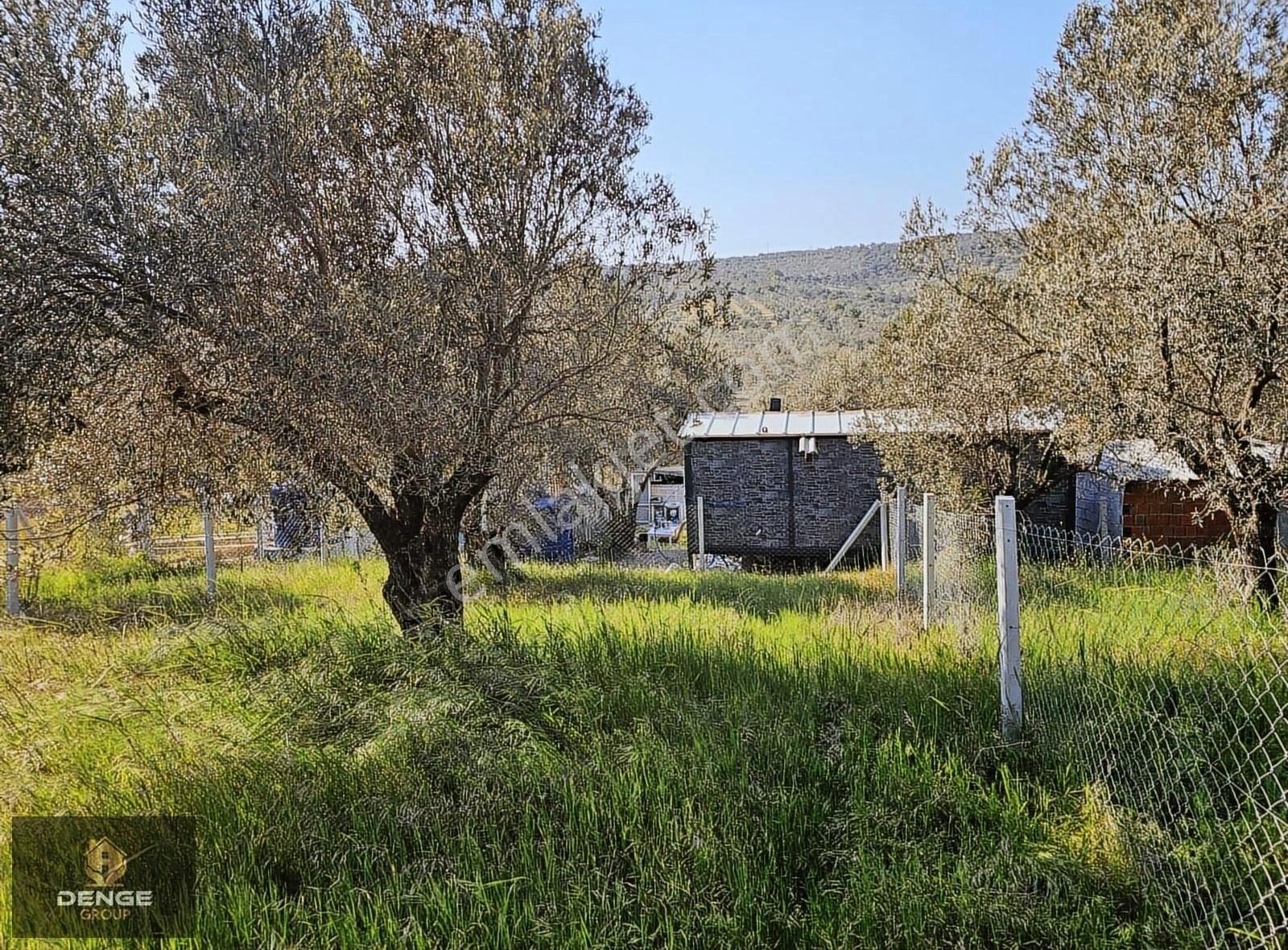 Aliağa Helvacıda 208m2 Bol Komşulu Zeytinlik - Görsel 3