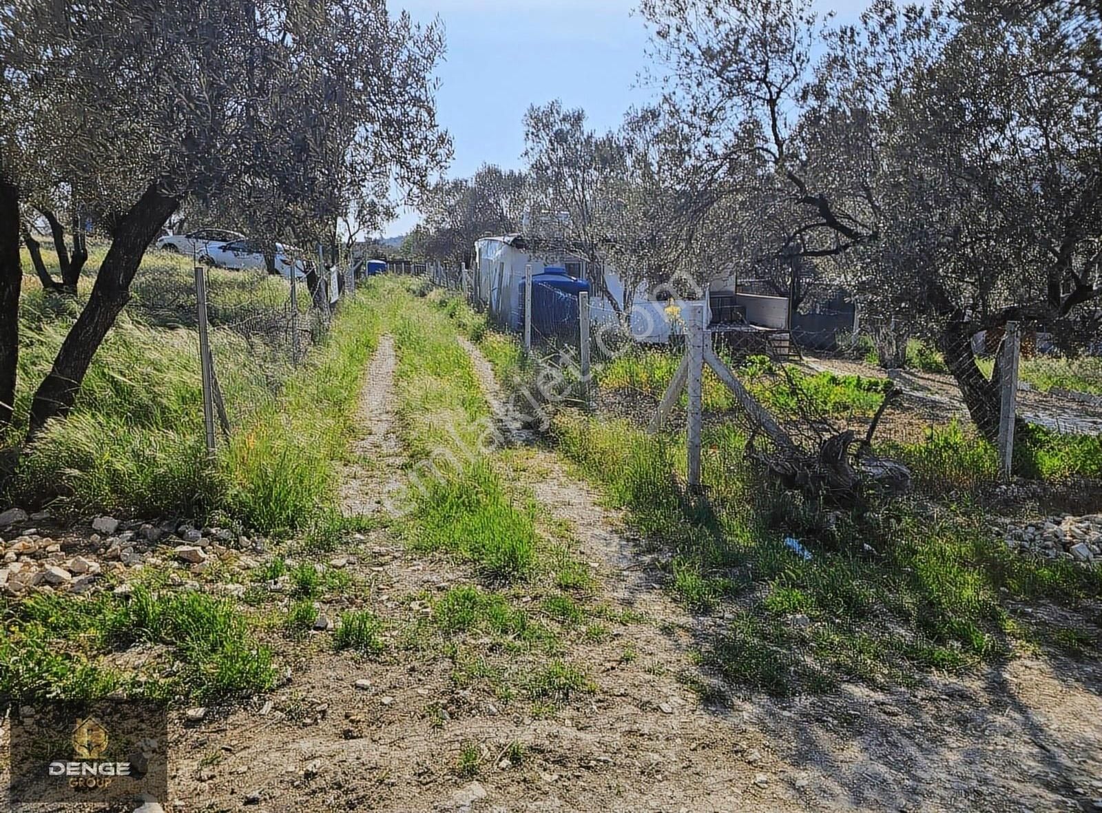 Aliağa Helvacıda 208m2 Bol Komşulu Zeytinlik - Görsel 9