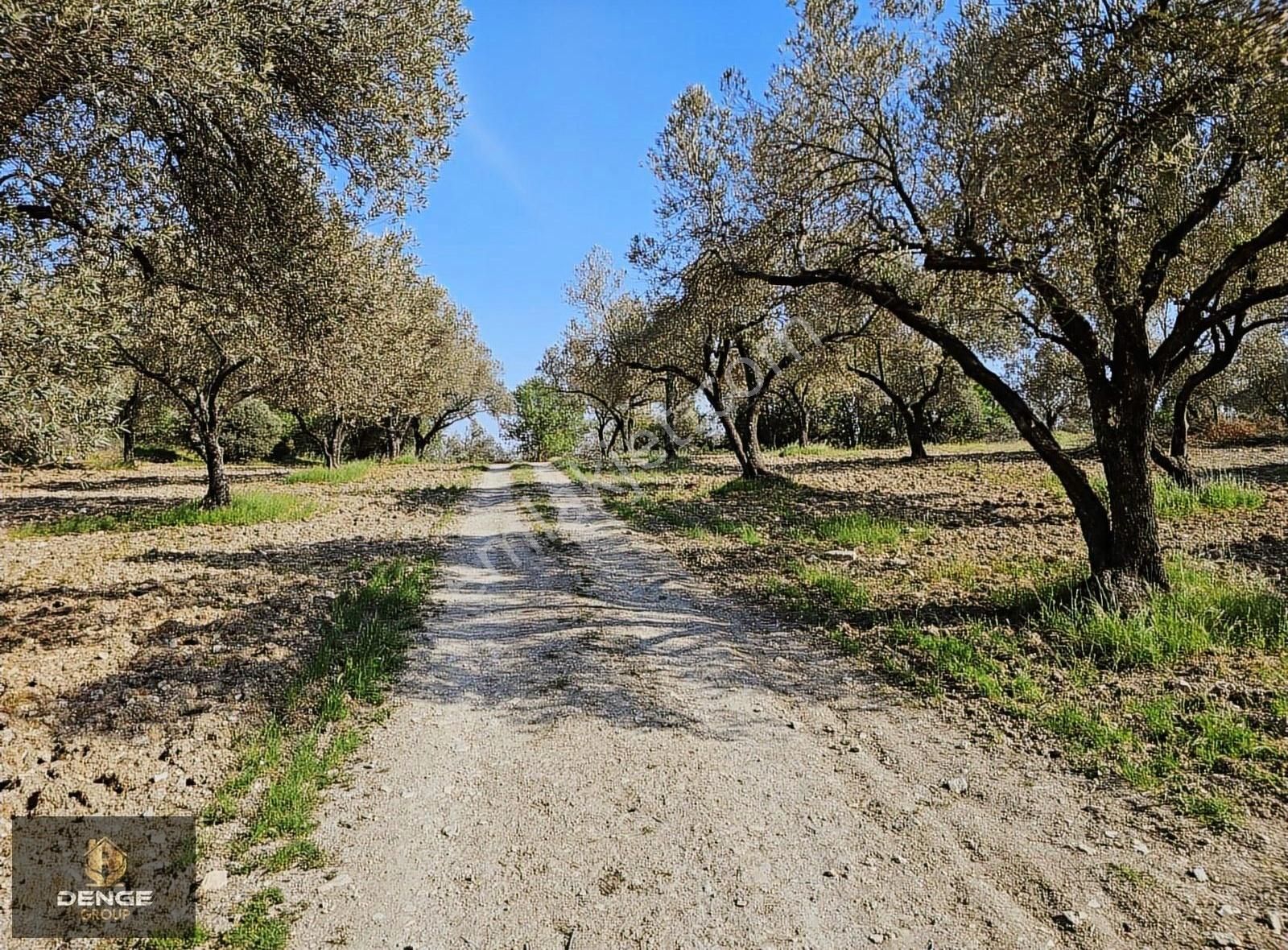 Aliağa Helvacıda 208m2 Bol Komşulu Zeytinlik - Görsel 4