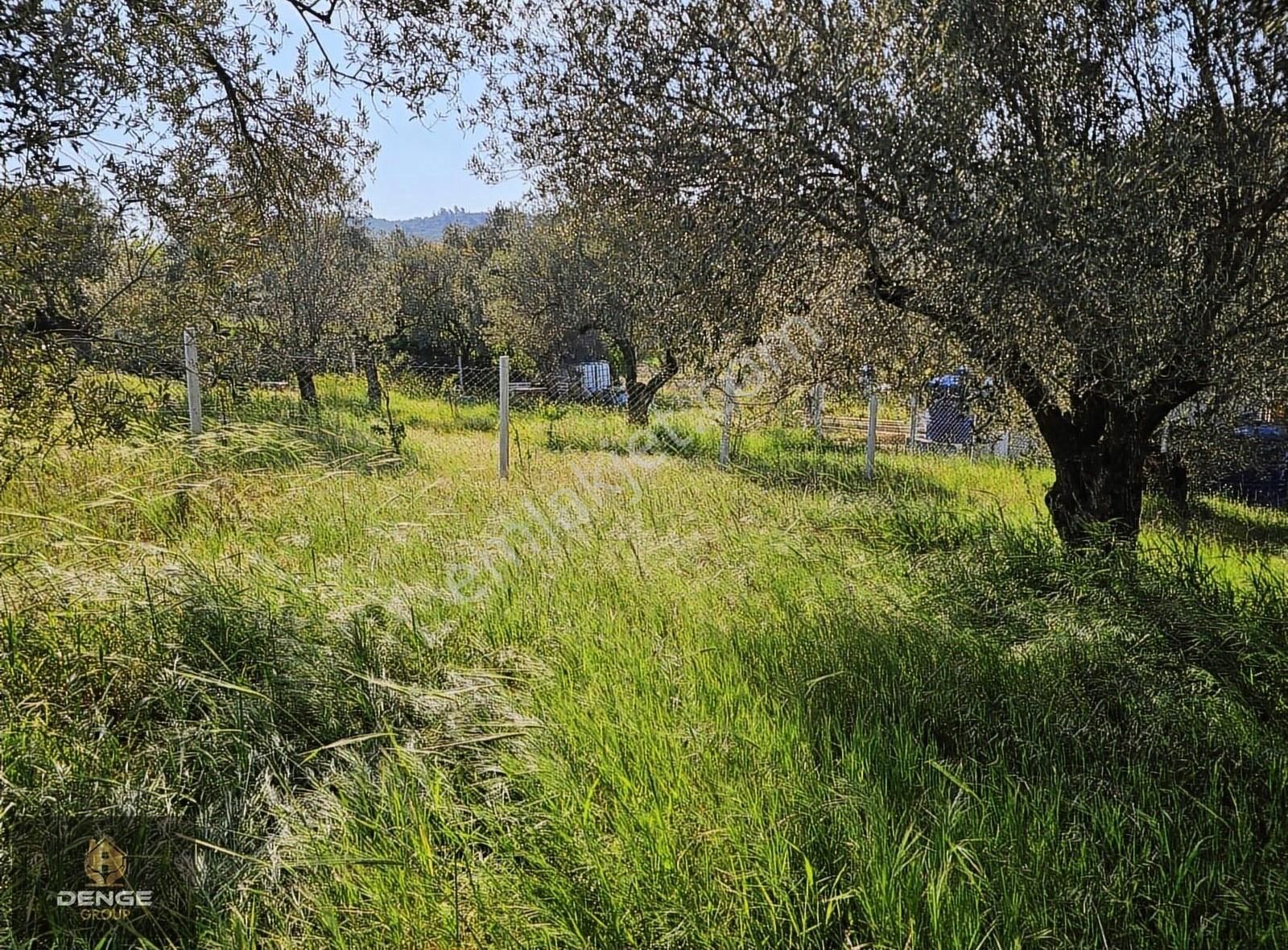 Aliağa Helvacıda 208m2 Bol Komşulu Zeytinlik - Görsel 11