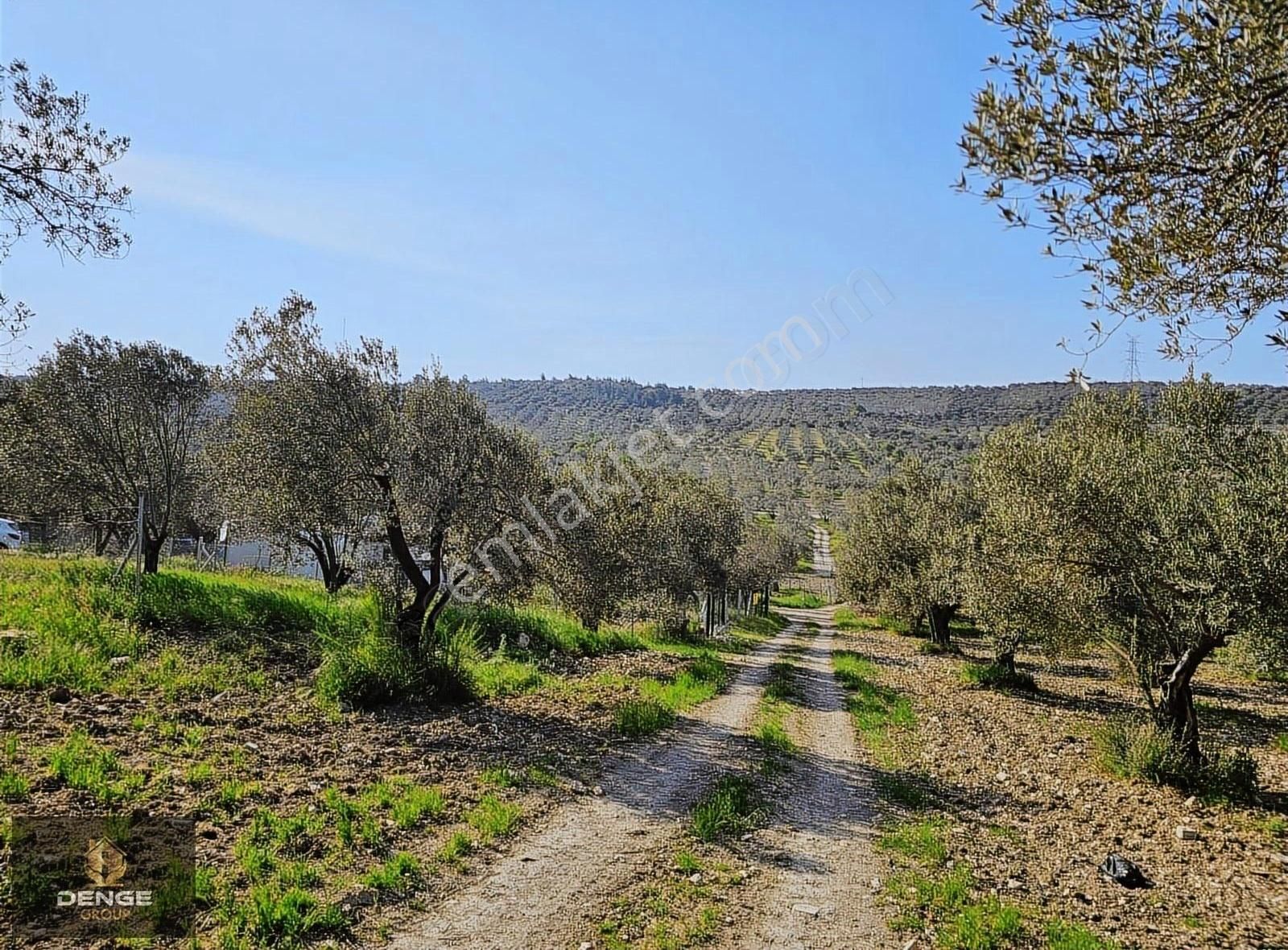 Aliağa Helvacıda 208m2 Bol Komşulu Zeytinlik - Görsel 6