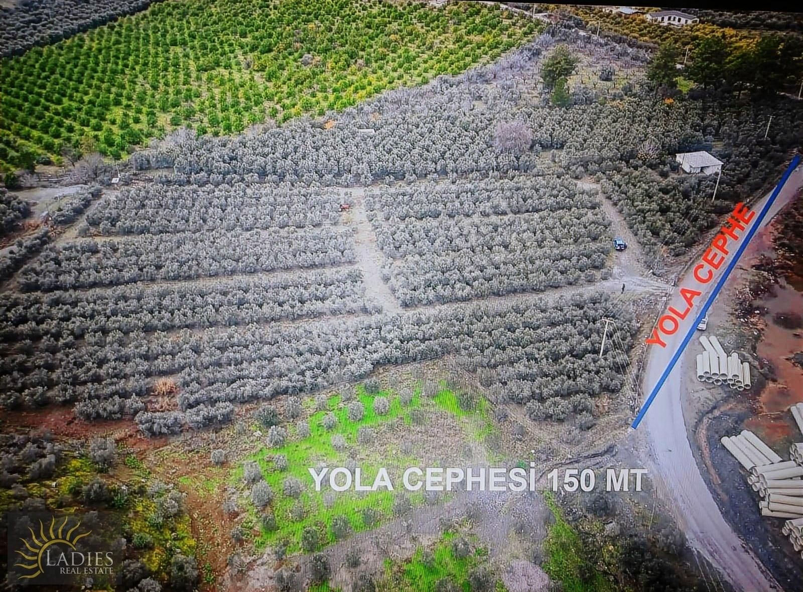 Muğla Dalaman'da 2 Parsel Zeytin Bahçesi /ladies Emlak