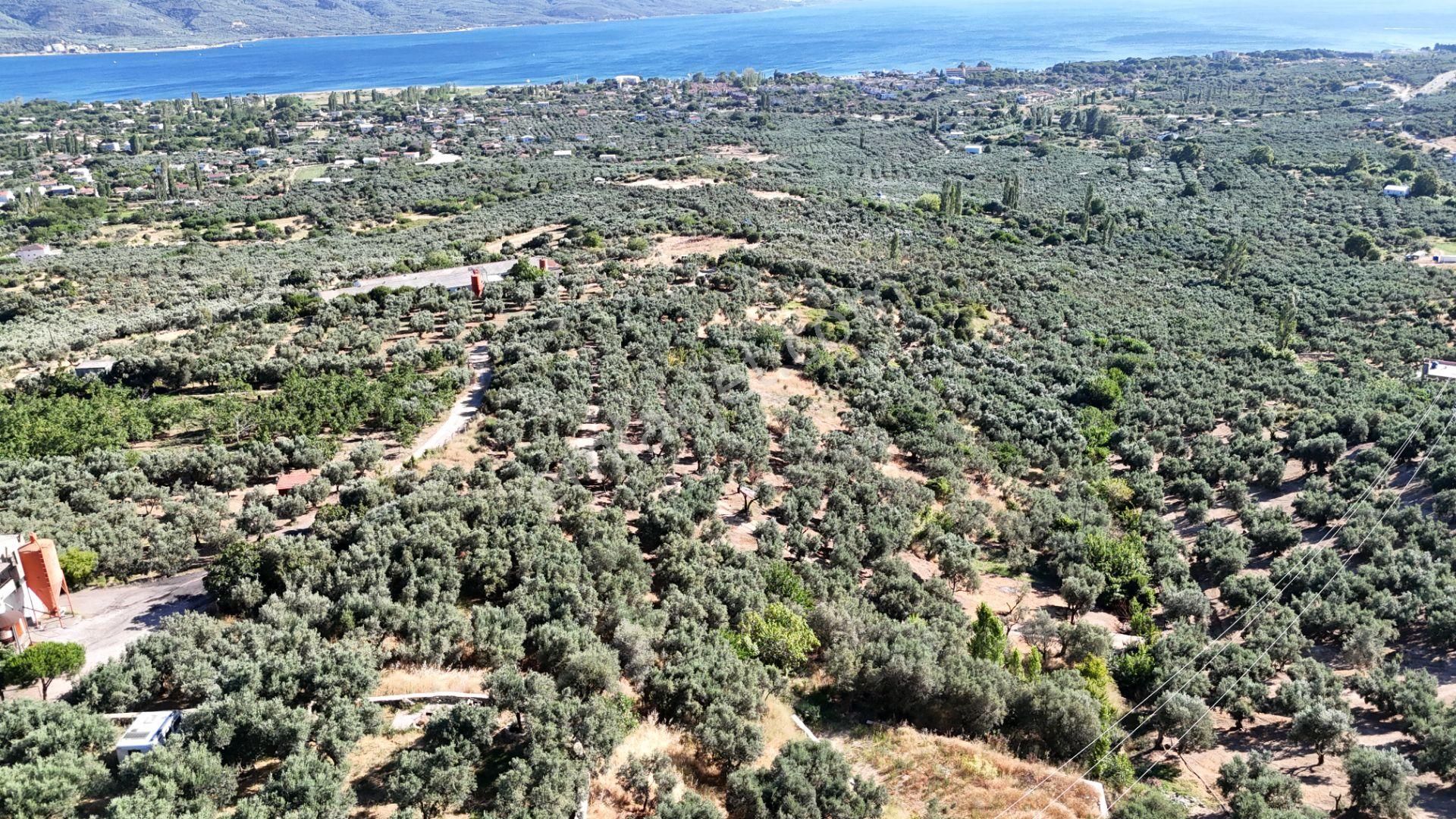 Çalışkanlar Gyo'dan Çeltikçide Satılık 1 Dönüm Zeytinlik - Görsel 18