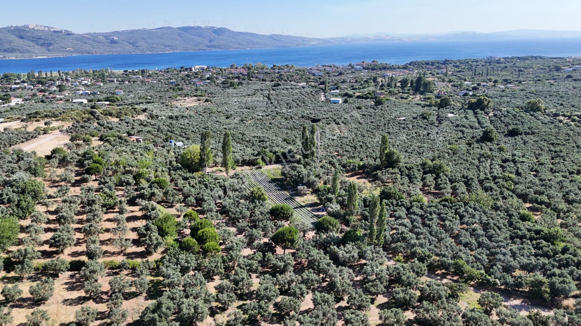 Çalışkanlar Gyo'dan Çeltikçide Satılık 1 Dönüm Zeytinlik - Görsel 3