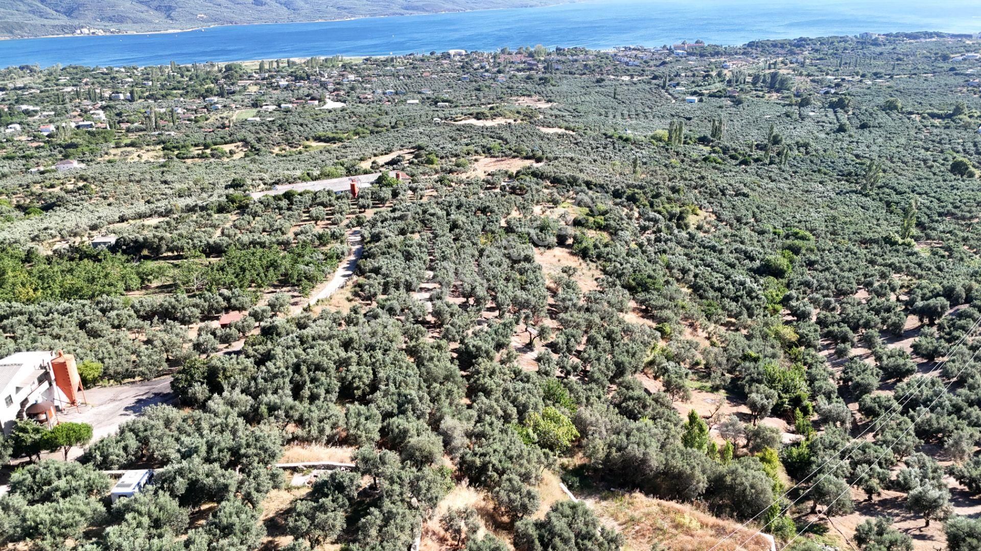 Çalışkanlar Gyo'dan Çeltikçide Satılık 1 Dönüm Zeytinlik - Görsel 19