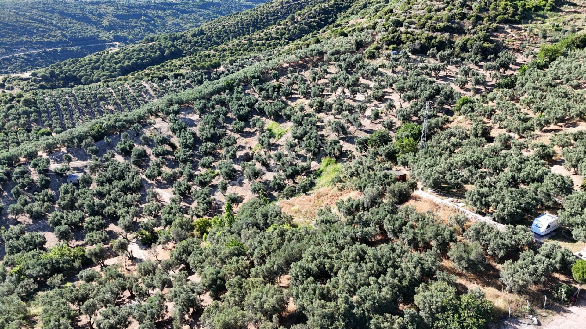 Çalışkanlar Gyo'dan Çeltikçide Satılık 1 Dönüm Zeytinlik - Görsel 9