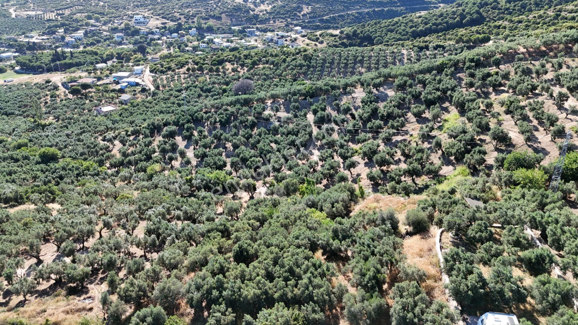 Çalışkanlar Gyo'dan Çeltikçide Satılık 1 Dönüm Zeytinlik - Görsel 11