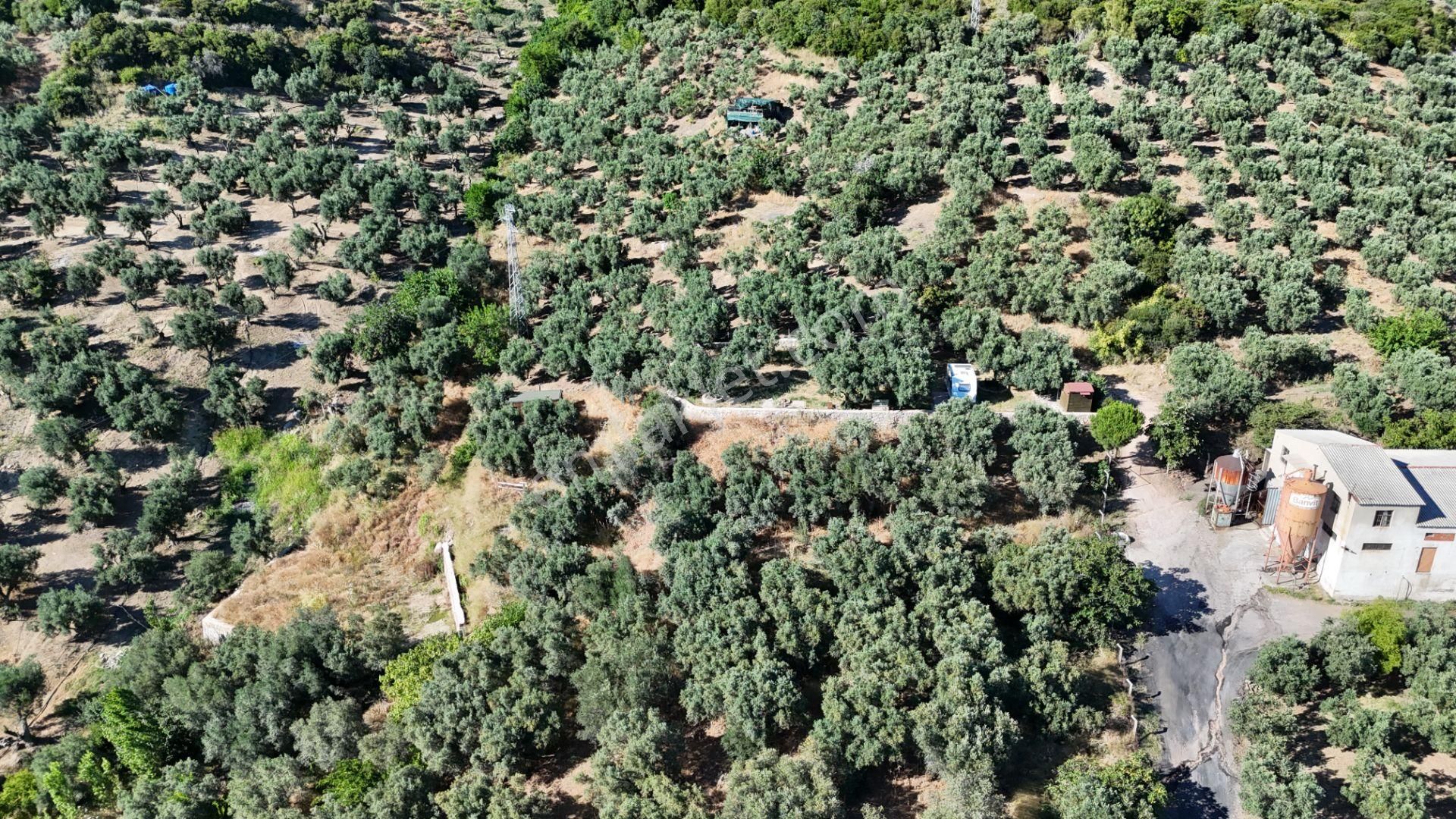 Çalışkanlar Gyo'dan Çeltikçide Satılık 1 Dönüm Zeytinlik - Görsel 6