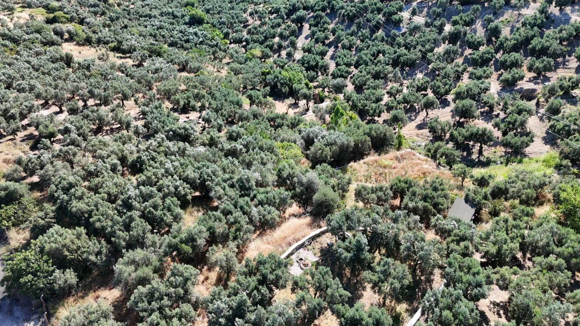 Çalışkanlar Gyo'dan Çeltikçide Satılık 1 Dönüm Zeytinlik - Görsel 12