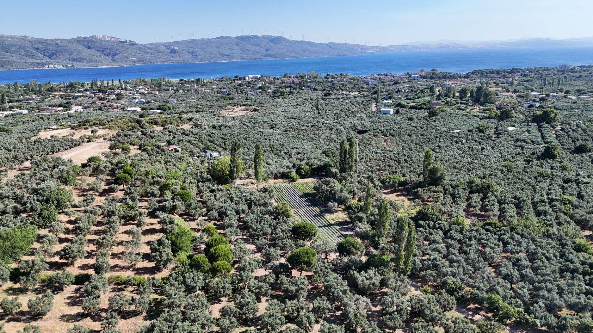 Çalışkanlar Gyo'dan Çeltikçide Satılık 1 Dönüm Zeytinlik