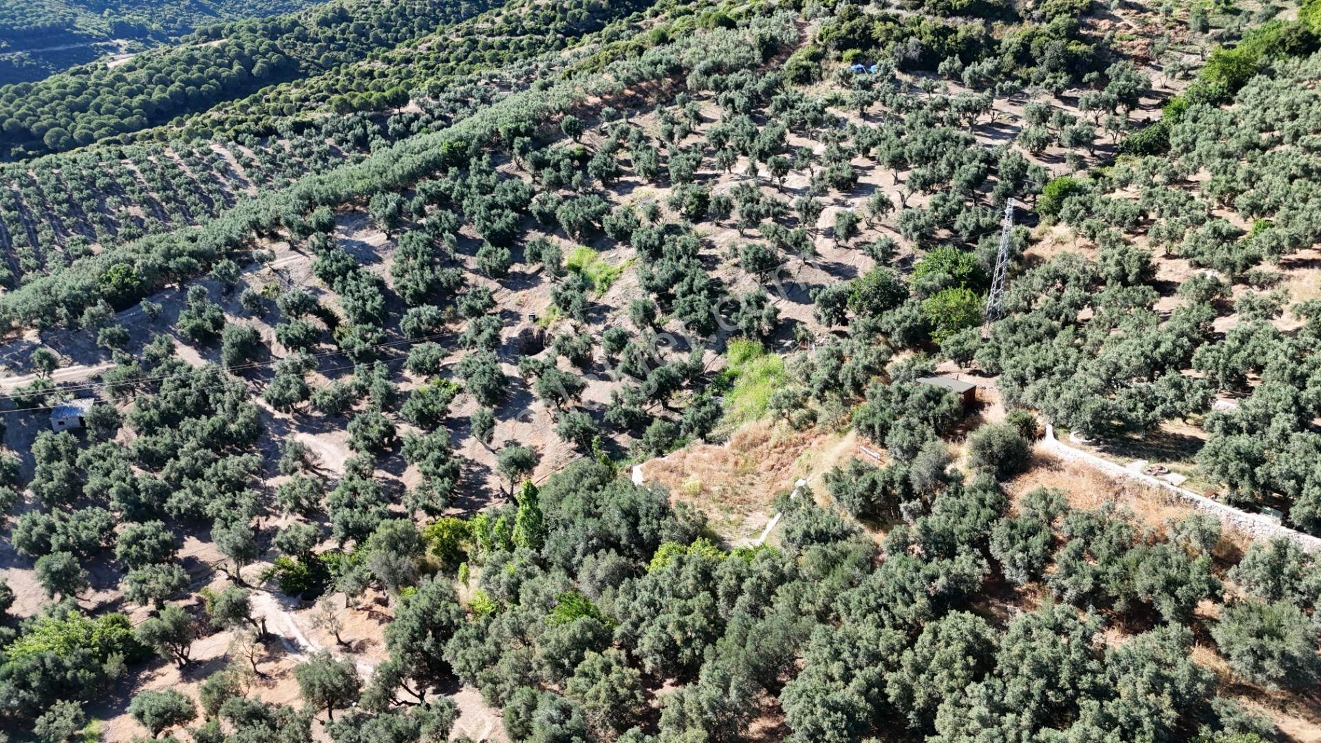 Çalışkanlar Gyo'dan Çeltikçide Satılık 1 Dönüm Zeytinlik - Görsel 8