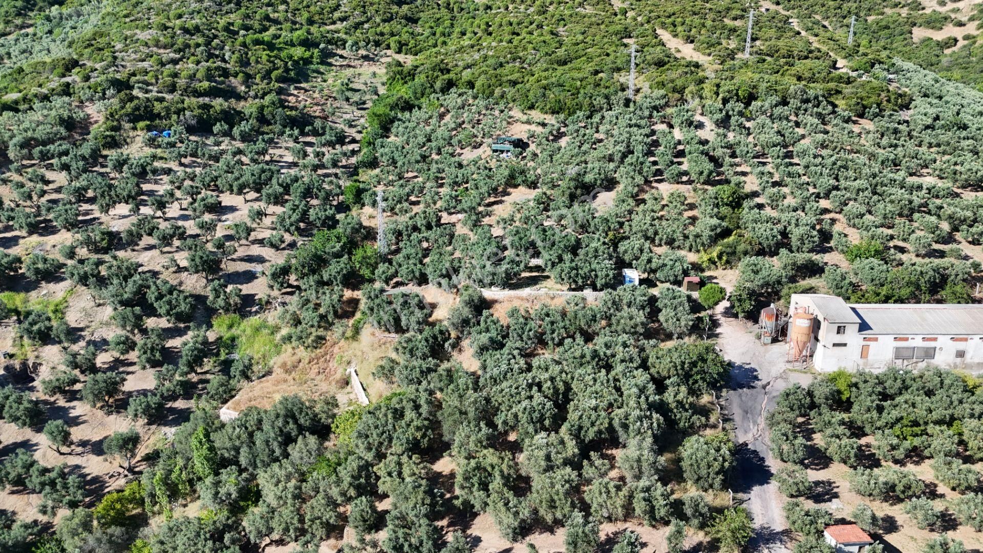 Çalışkanlar Gyo'dan Çeltikçide Satılık 1 Dönüm Zeytinlik - Görsel 4