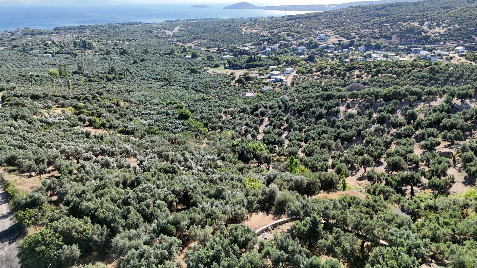 Çalışkanlar Gyo'dan Çeltikçide Satılık 1 Dönüm Zeytinlik - Görsel 13