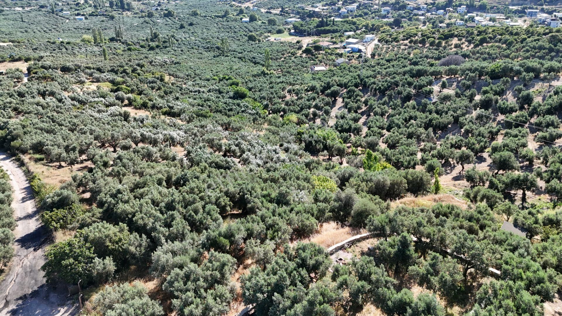 Çalışkanlar Gyo'dan Çeltikçide Satılık 1 Dönüm Zeytinlik - Görsel 15
