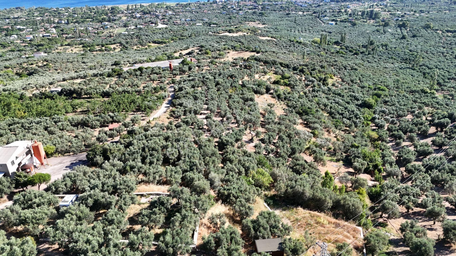 Çalışkanlar Gyo'dan Çeltikçide Satılık 1 Dönüm Zeytinlik - Görsel 21
