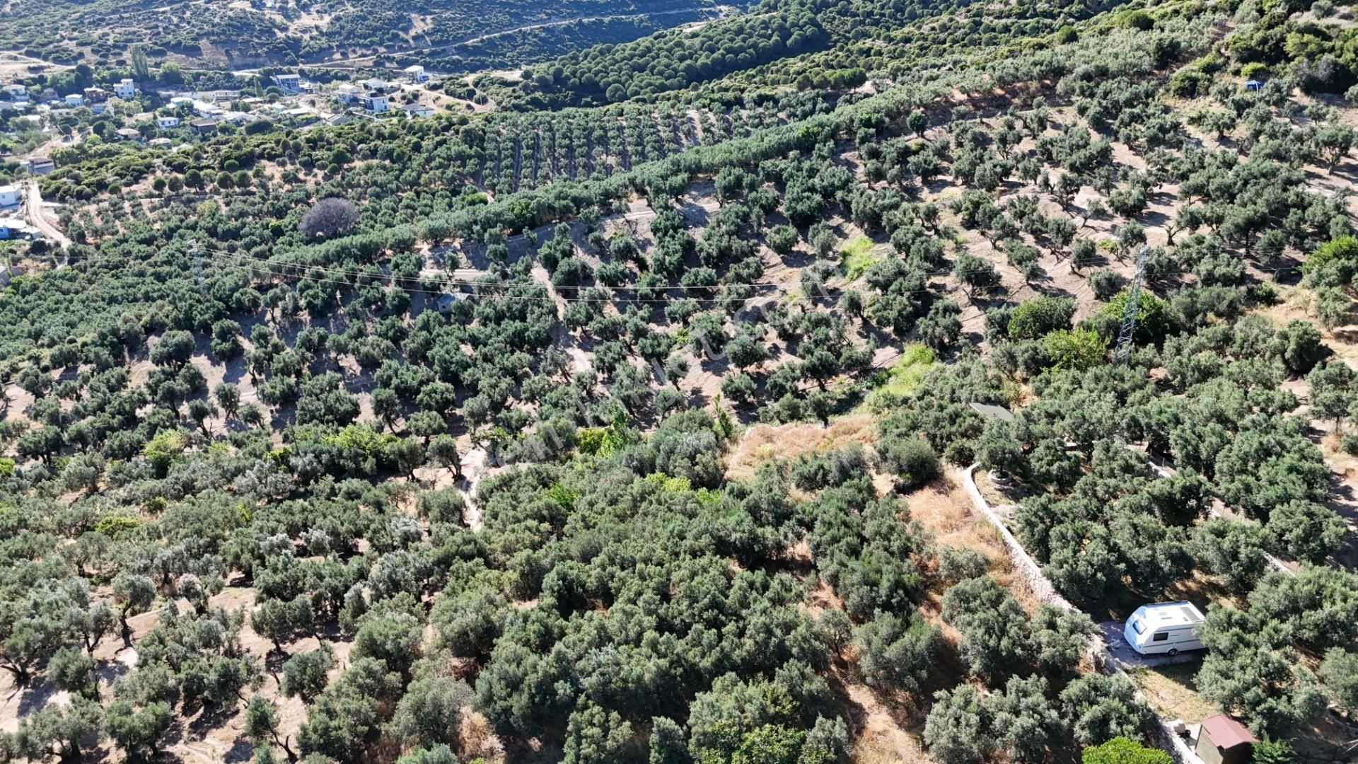 Çalışkanlar Gyo'dan Çeltikçide Satılık 1 Dönüm Zeytinlik - Görsel 10