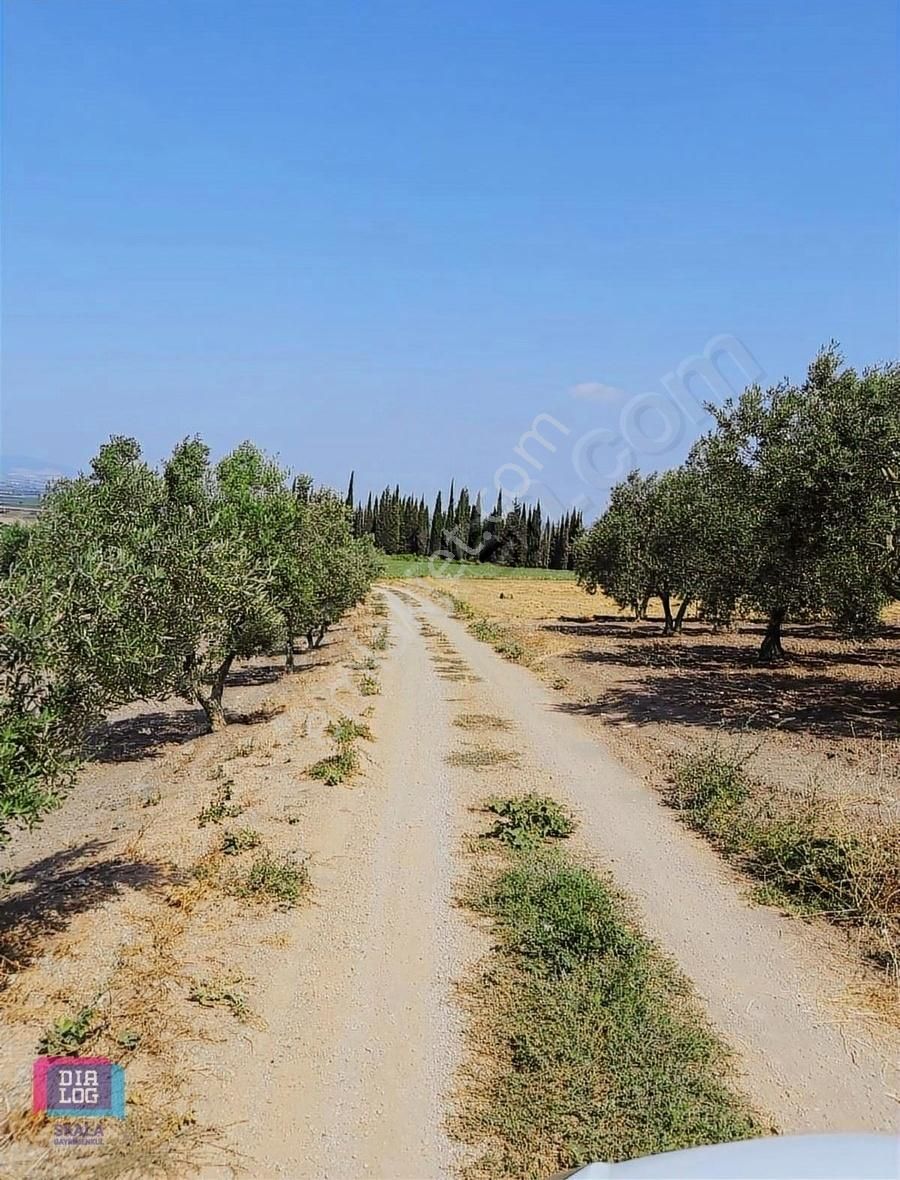 Dialog Skala Dan Karacabey İsmetpaşa Da Satılık Tarla - Görsel 6