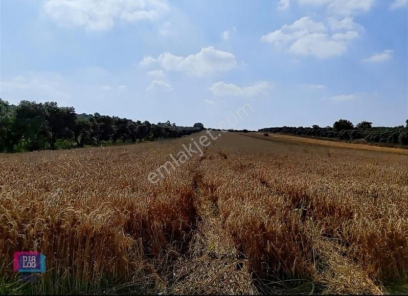 Dialog Skala Dan Karacabey İsmetpaşa Da Satılık Tarla - Görsel 7