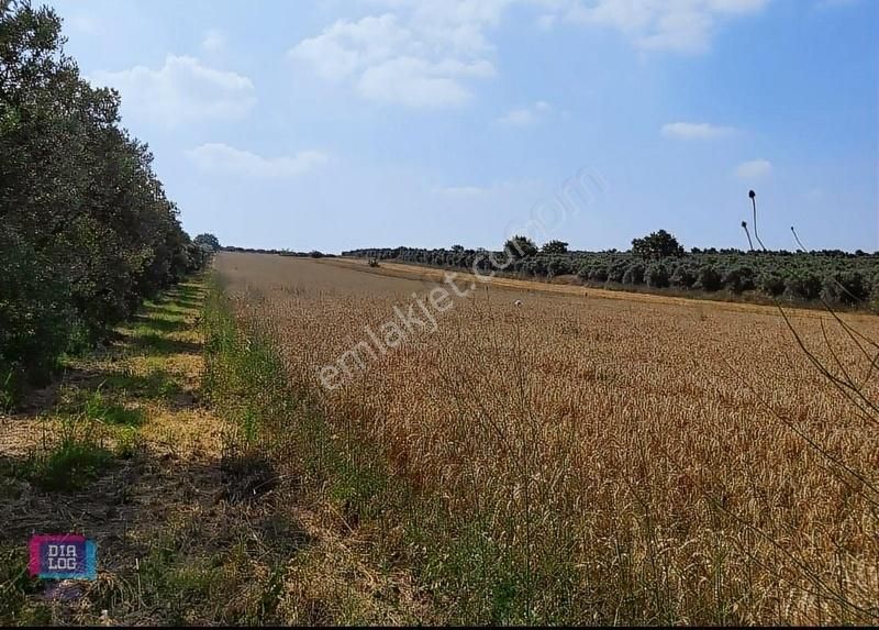 Dialog Skala Dan Karacabey İsmetpaşa Da Satılık Tarla - Görsel 5