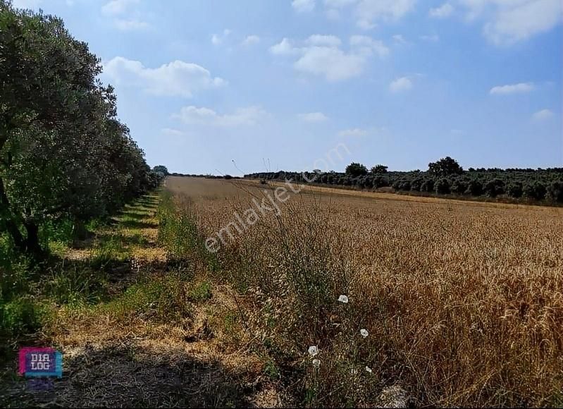 Dialog Skala Dan Karacabey İsmetpaşa Da Satılık Tarla - Görsel 3