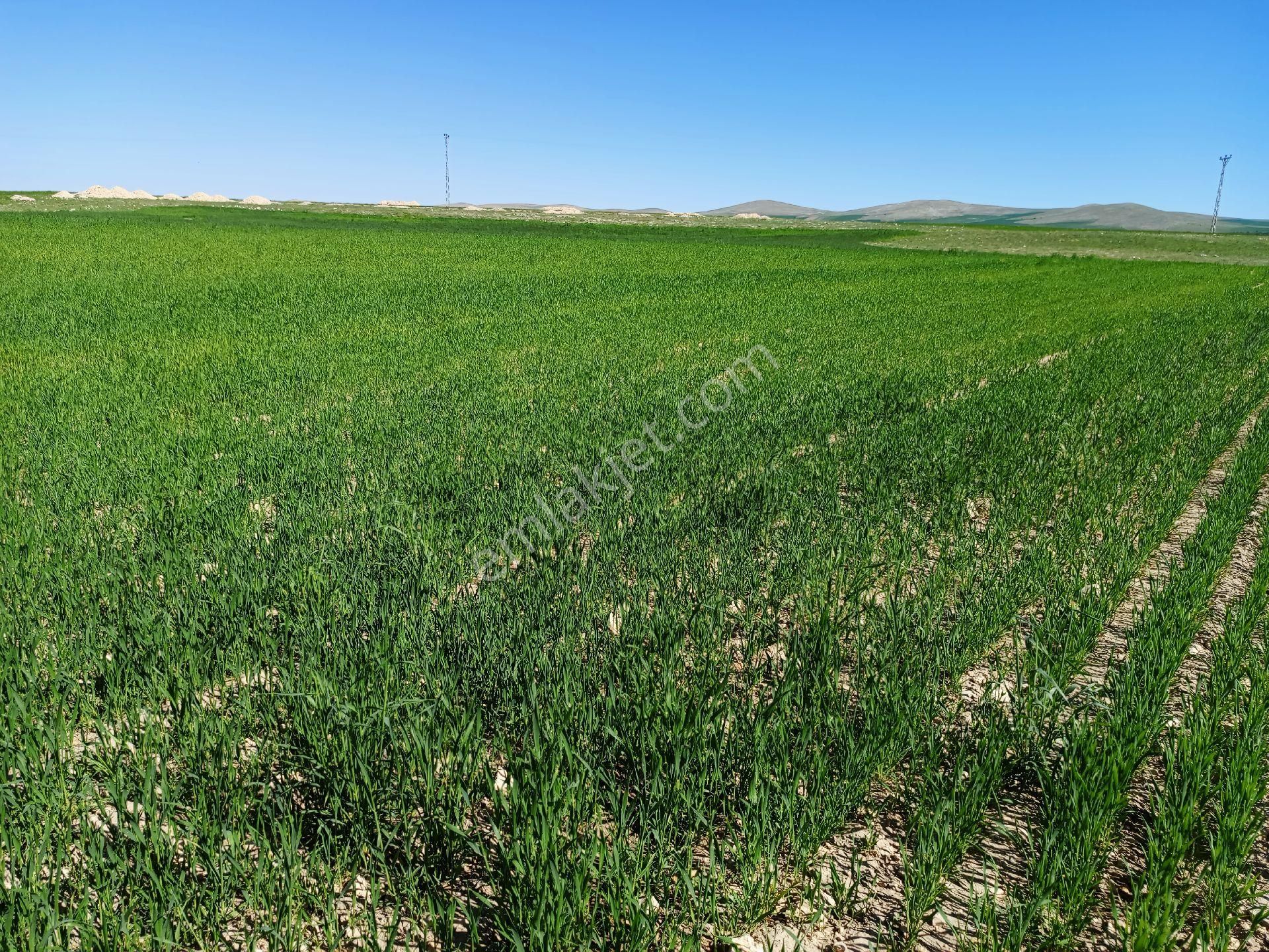 My Rkipdenbursa Karacabey Tophisarda Satılık Harika Arazi - Görsel 17