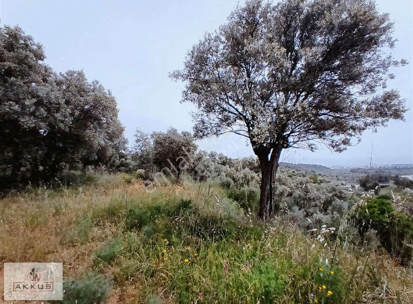 Akkuş Emlaktan Zeytinlik
