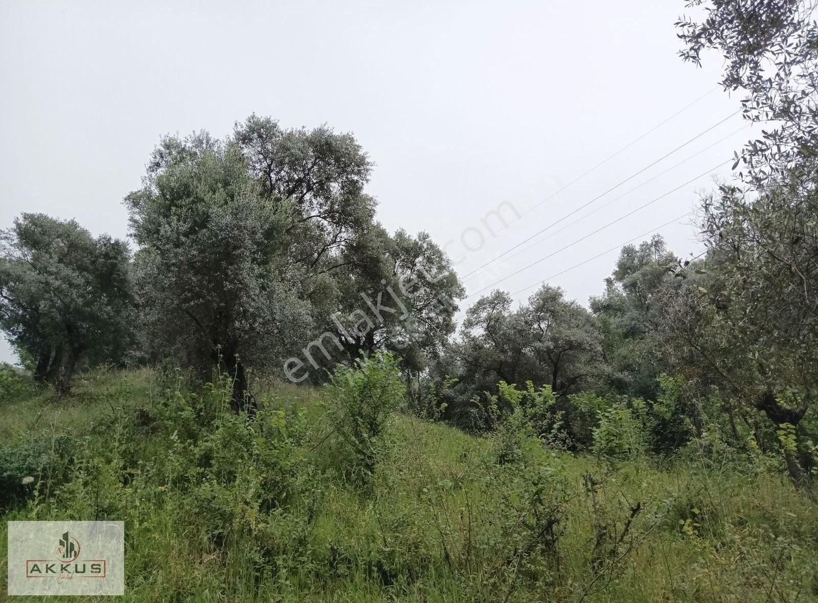 Akkuş Emlaktan Köyün Dibinde Zeytinlik