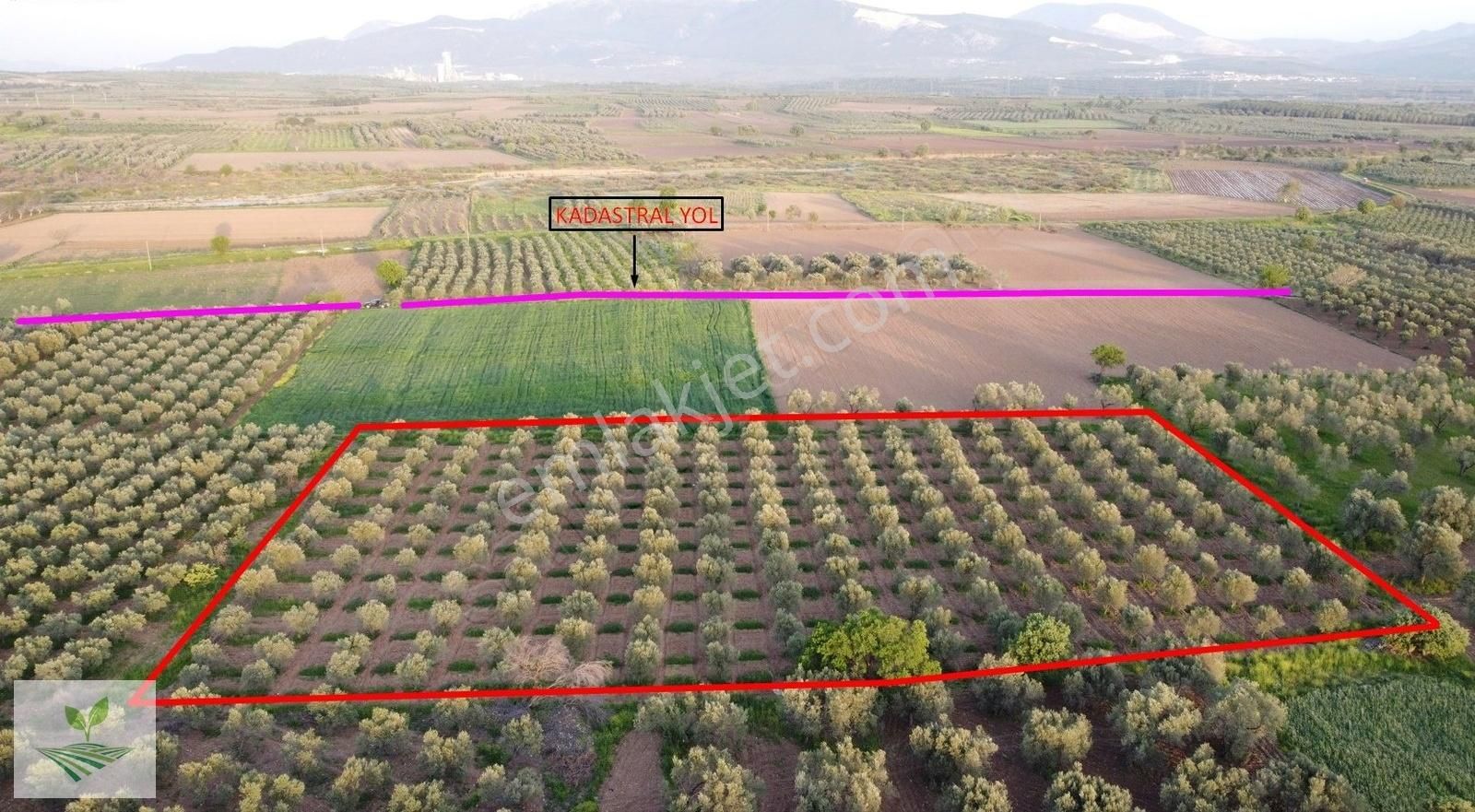 İzmir Bergama Sarıcalar Satılık 8.060 M2 İki Yüz Ağaç Zeytinlik