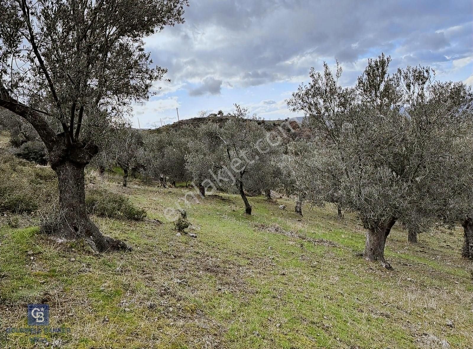 Burhaniye Bahadınlı Satılık 9.160 M2 Yolu Olan Zeytinlik - Görsel 14
