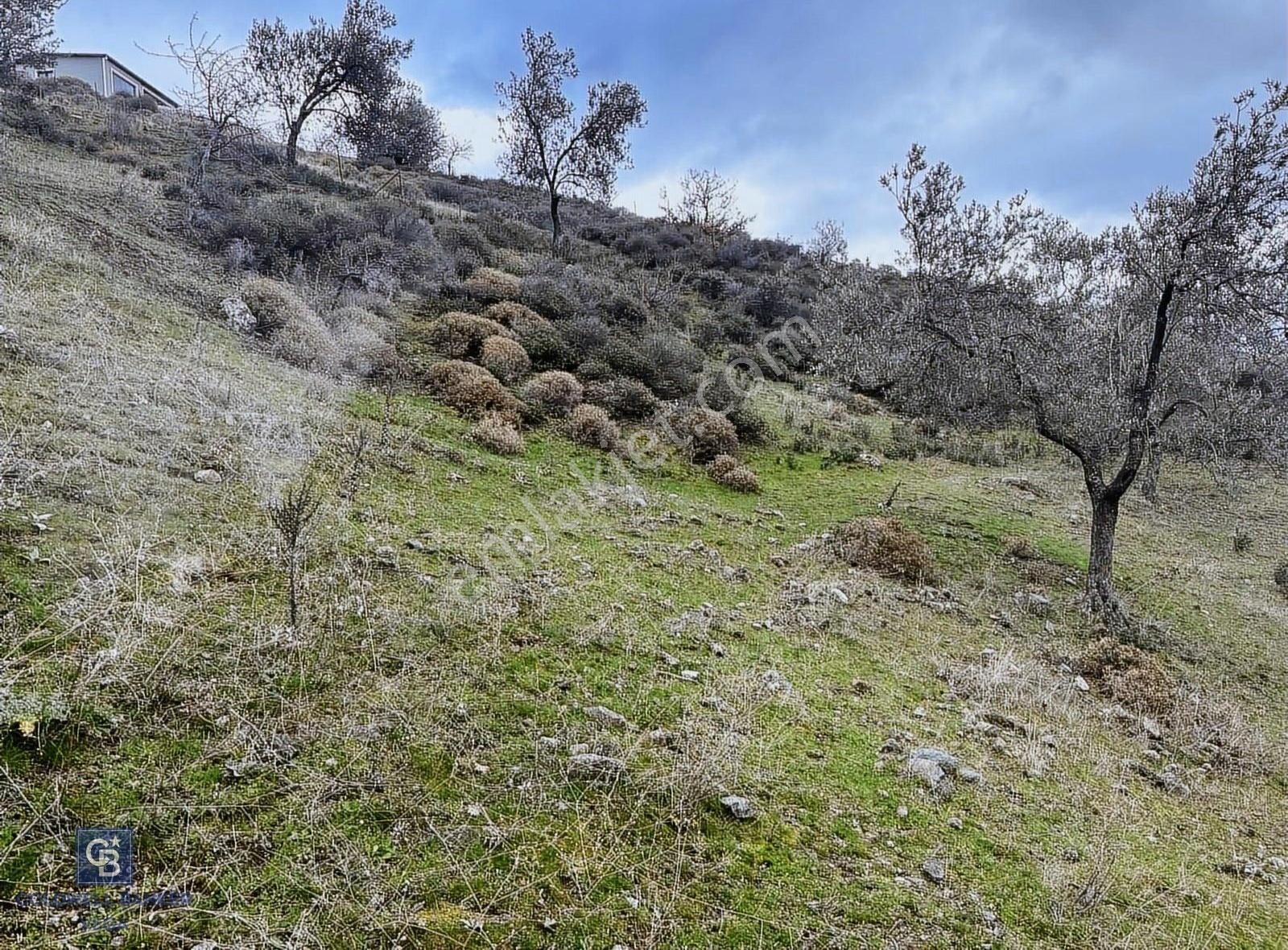Burhaniye Bahadınlı Satılık 9.160 M2 Yolu Olan Zeytinlik - Görsel 19