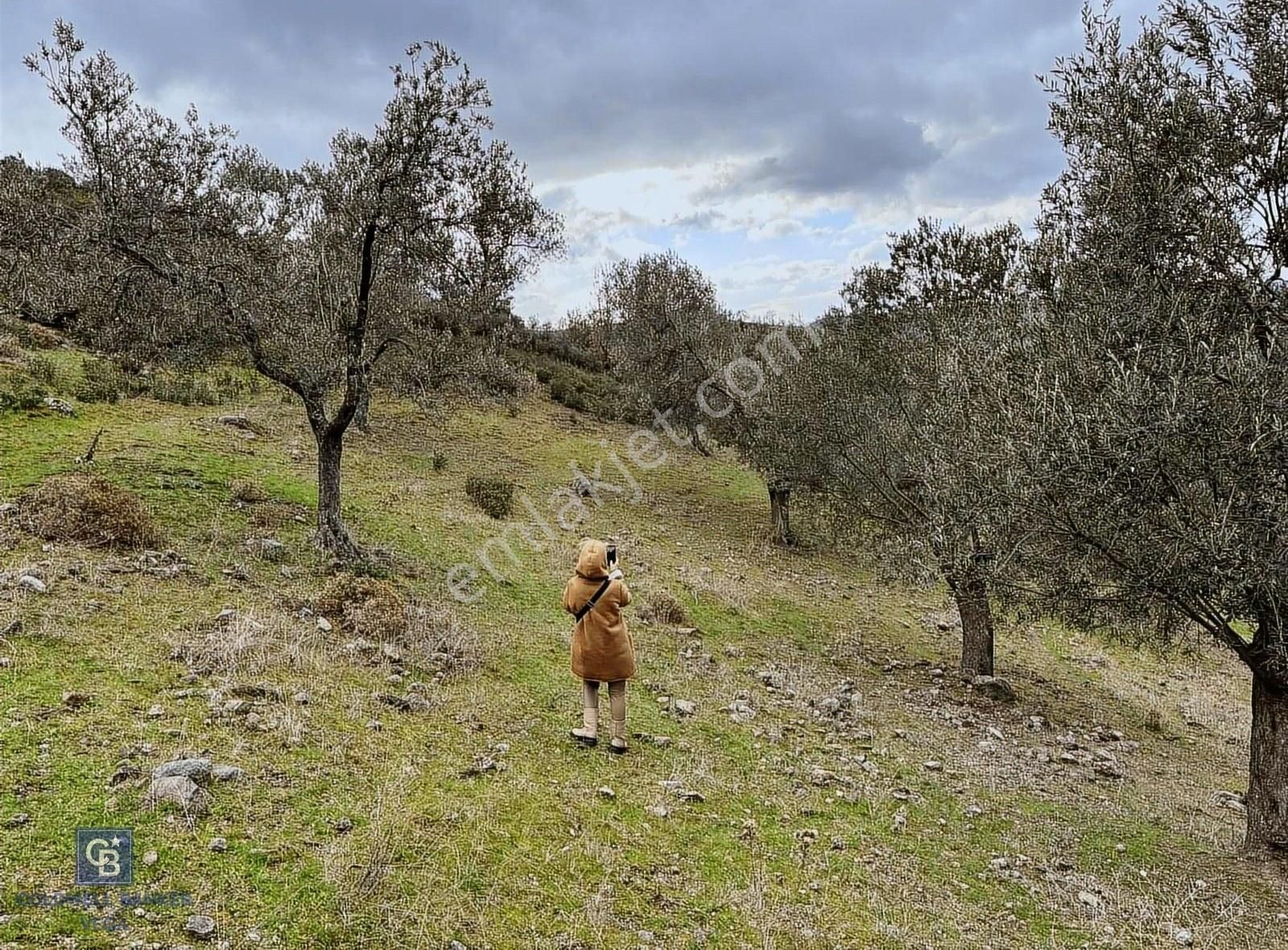 Burhaniye Bahadınlı Satılık 9.160 M2 Yolu Olan Zeytinlik - Görsel 7